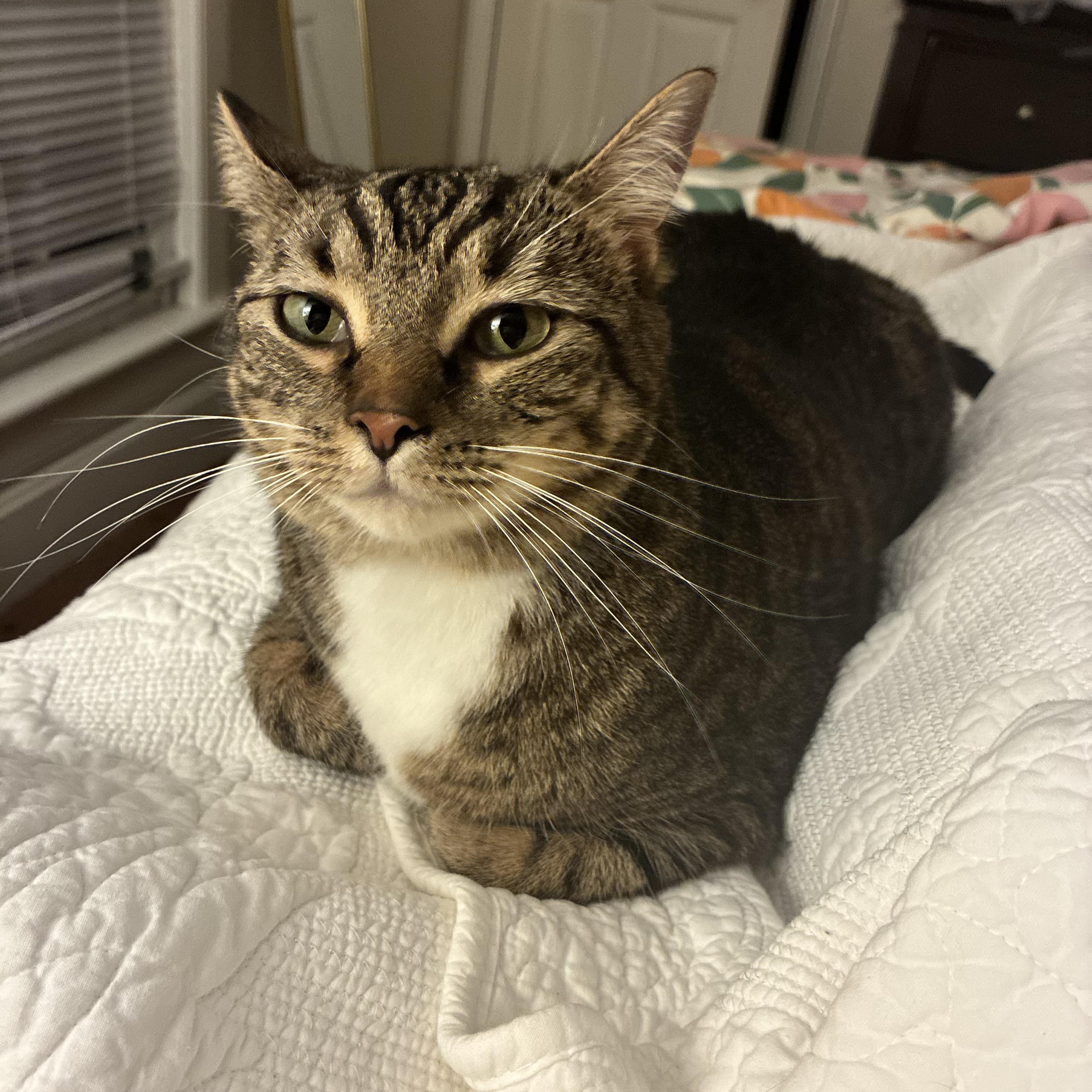 Enlarge Memphis, a Adoptable Domestic Short Hair in Mississippi State, MS image 2/4