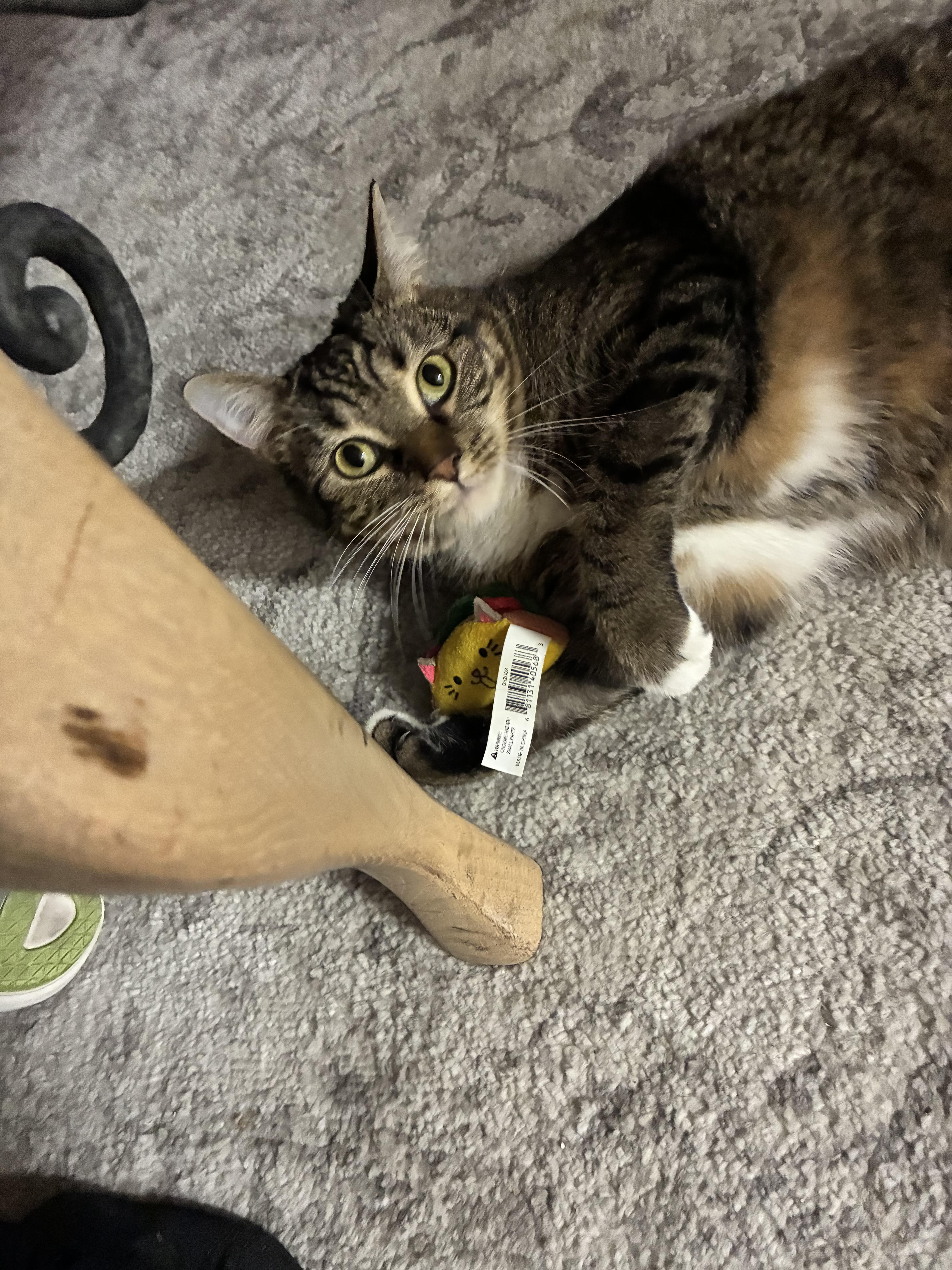 Enlarge Memphis, a Adoptable Domestic Short Hair in Mississippi State, MS image 1/4