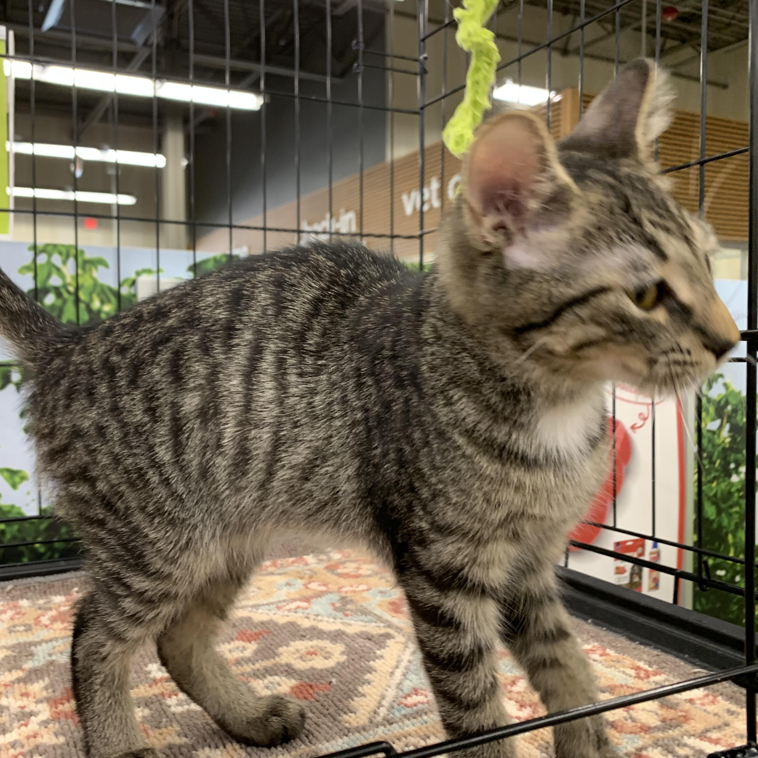 Enlarge Sparrow, a Adoptable Domestic Short Hair in Shelby Township, MI image 5/6