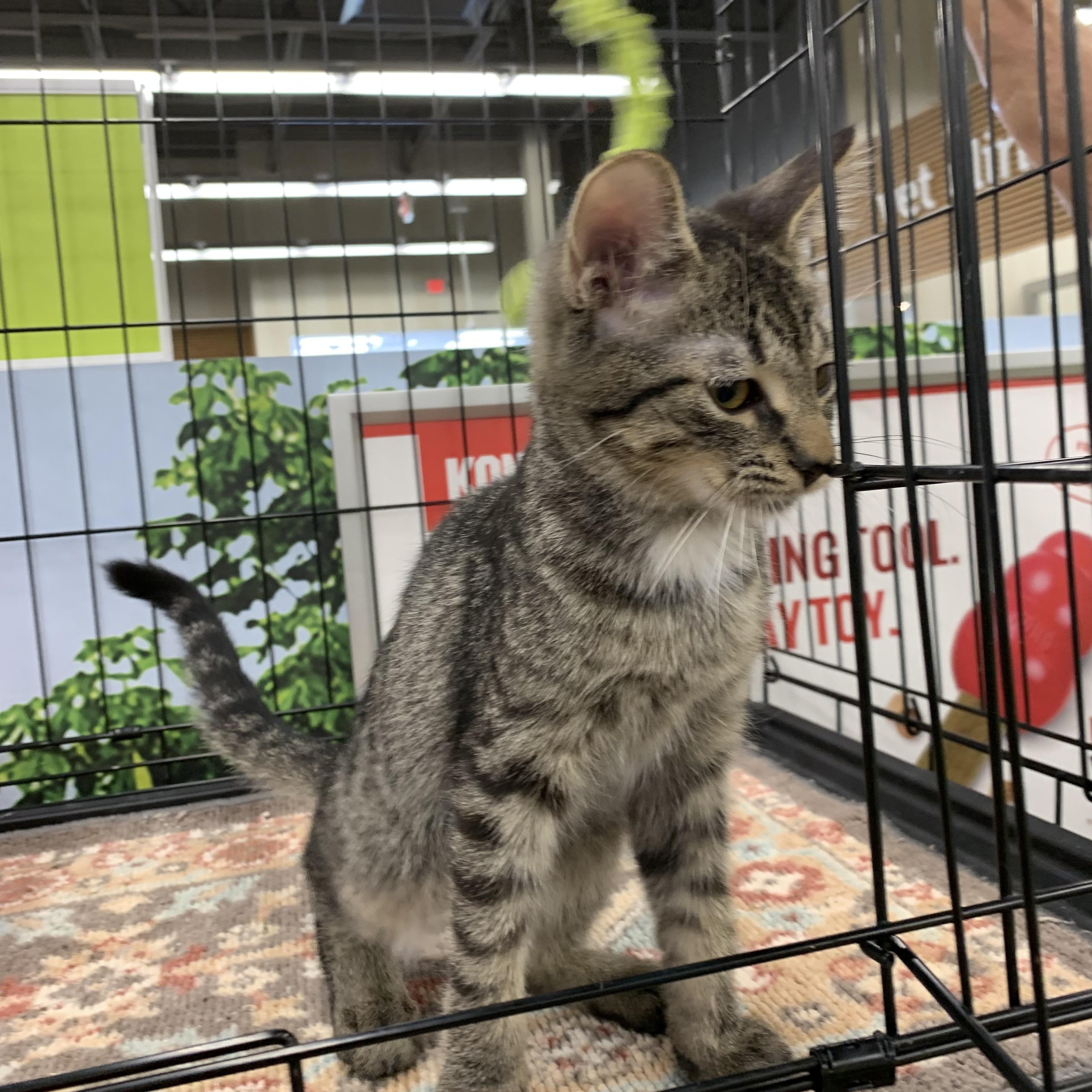 Enlarge Sparrow, a Adoptable Domestic Short Hair in Shelby Township, MI image 1/6