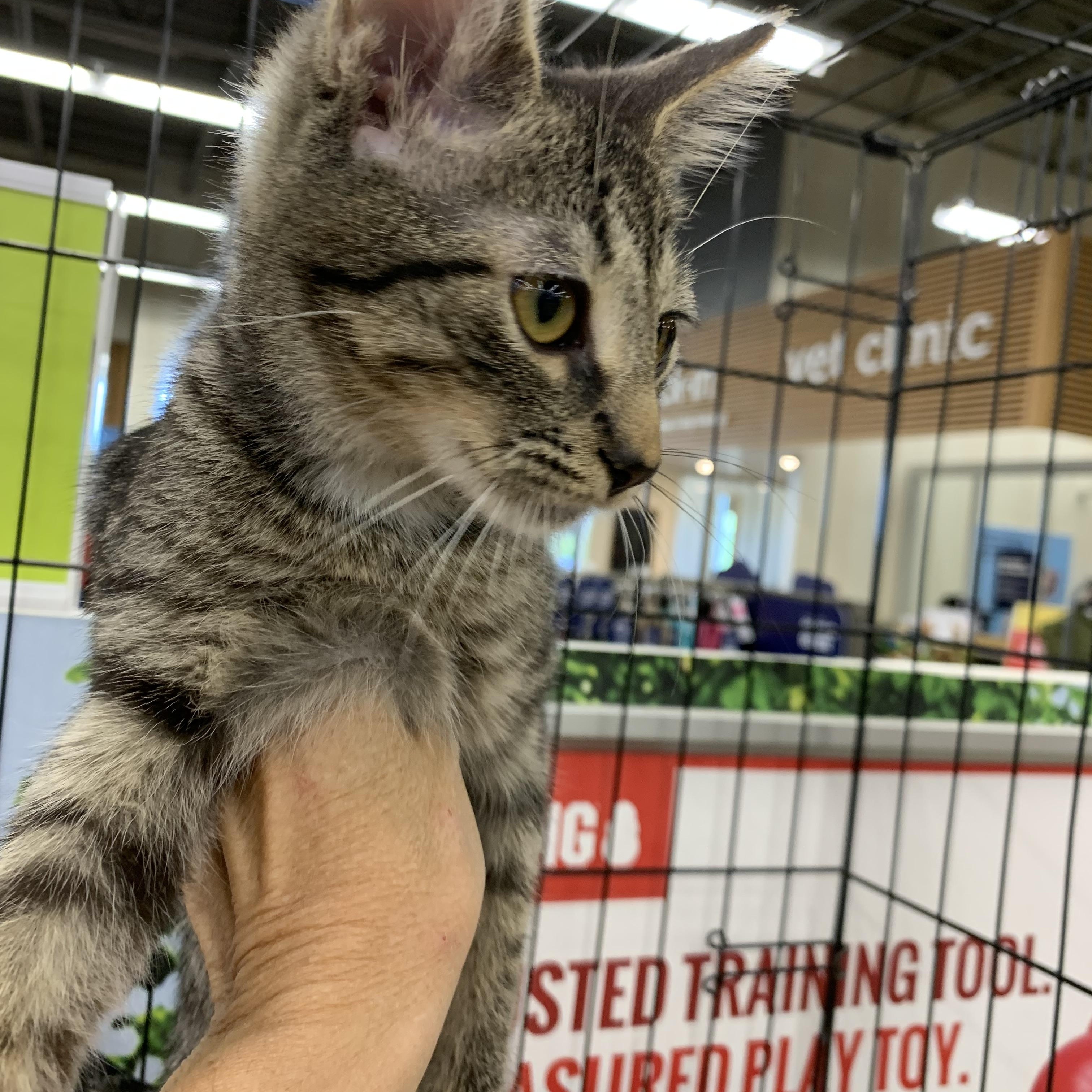 Enlarge Sparrow, a Adoptable Domestic Short Hair in Shelby Township, MI image 4/6