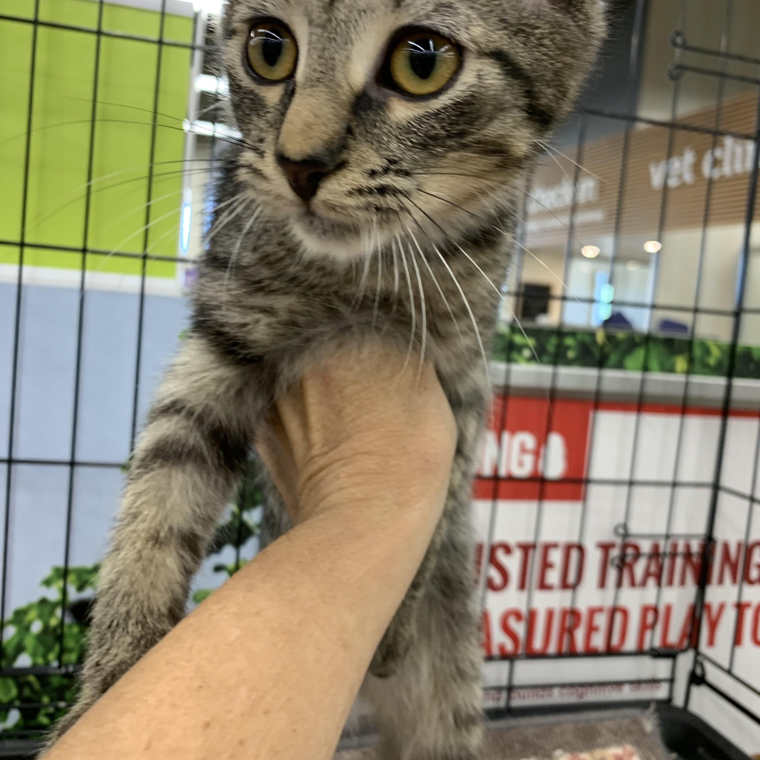Enlarge Sparrow, a Adoptable Domestic Short Hair in Shelby Township, MI image 6/6