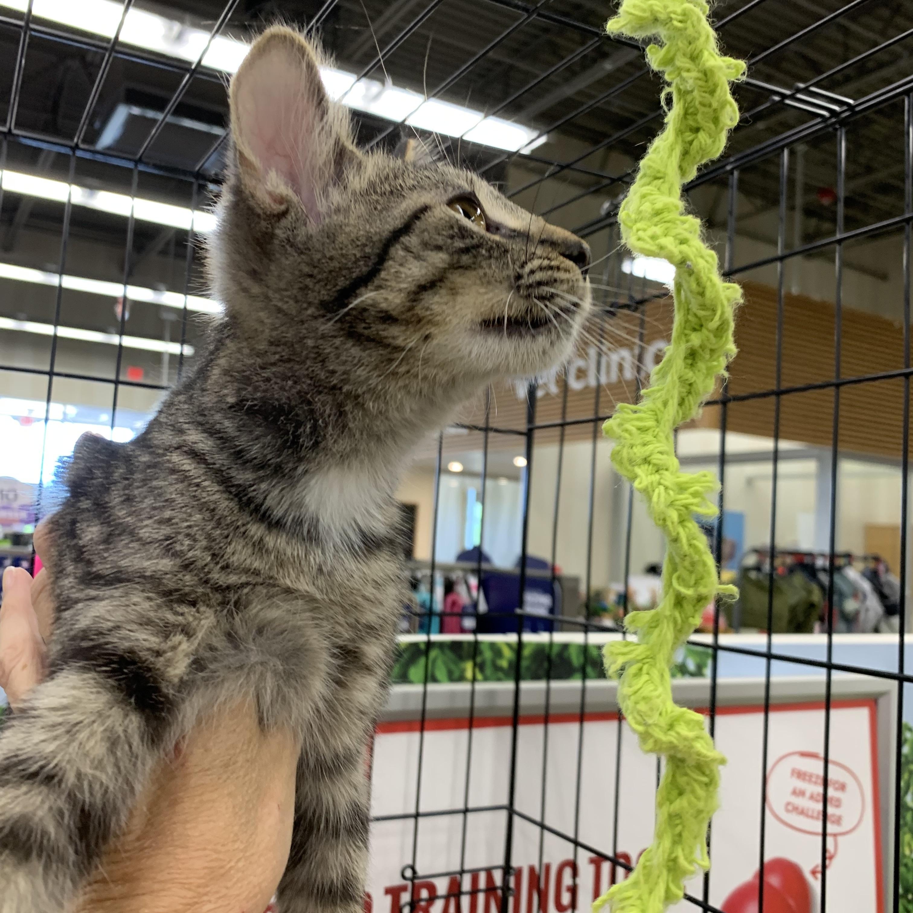 Enlarge Sparrow, a Adoptable Domestic Short Hair in Shelby Township, MI image 2/6