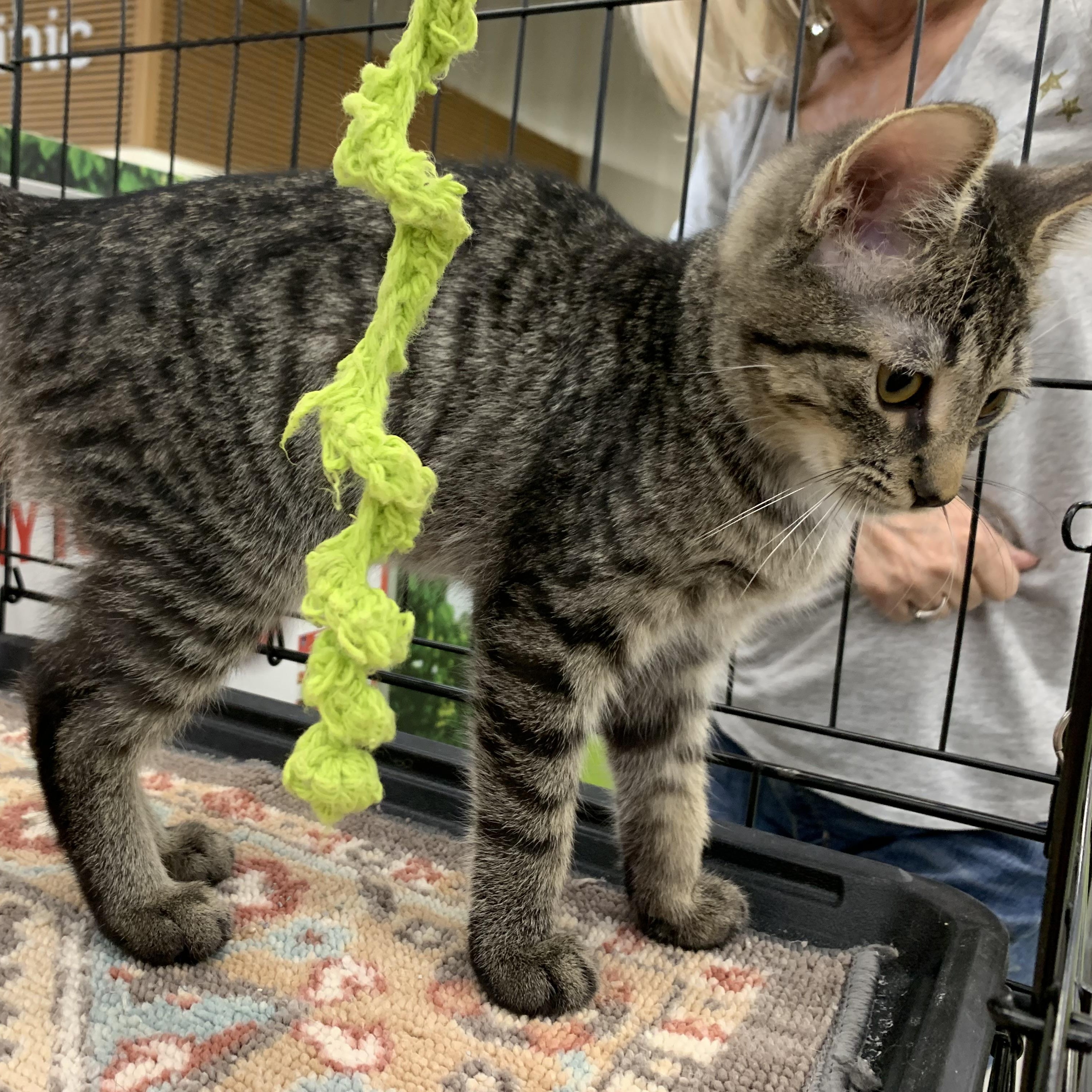 Enlarge Sparrow, a Adoptable Domestic Short Hair in Shelby Township, MI image 3/6