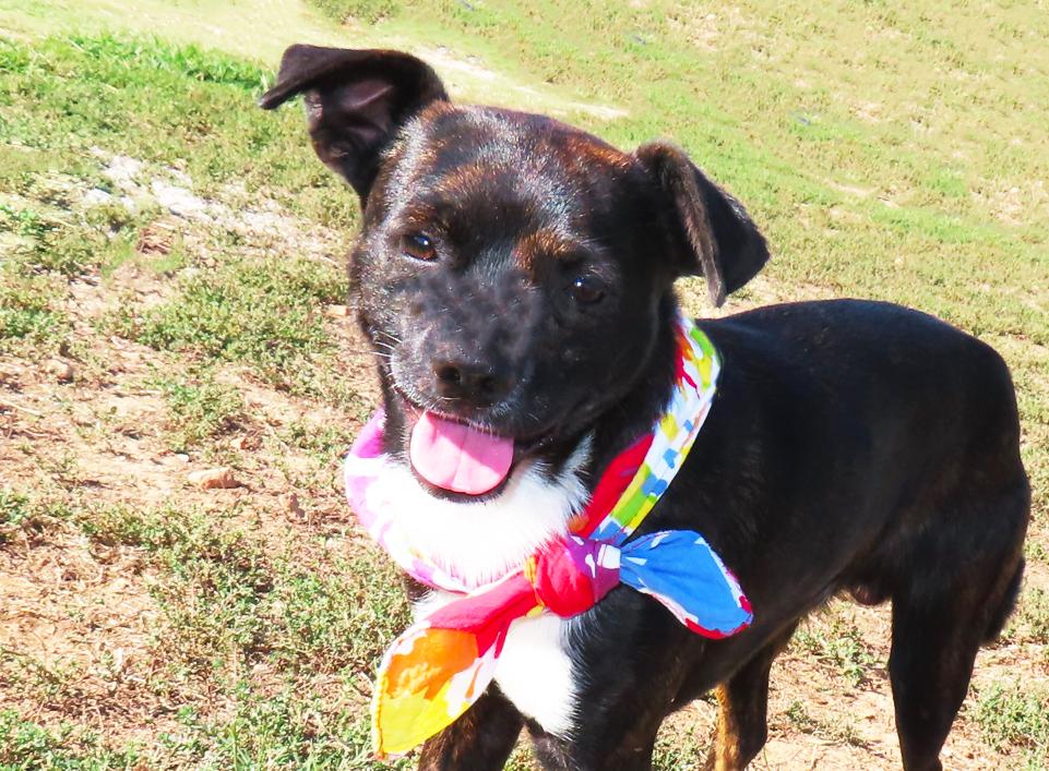 Bochi 26C-267A, Adopted, Puppy Male Chihuahua & Boston Terrier.