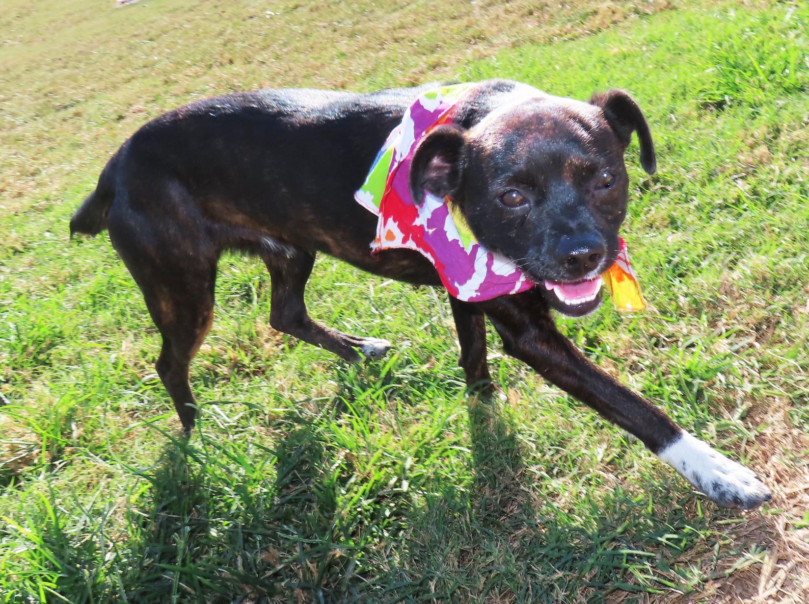 Enlarge Bochi 26C-267A, a Adopted mixed breed in Rogers, AR image 5/5
