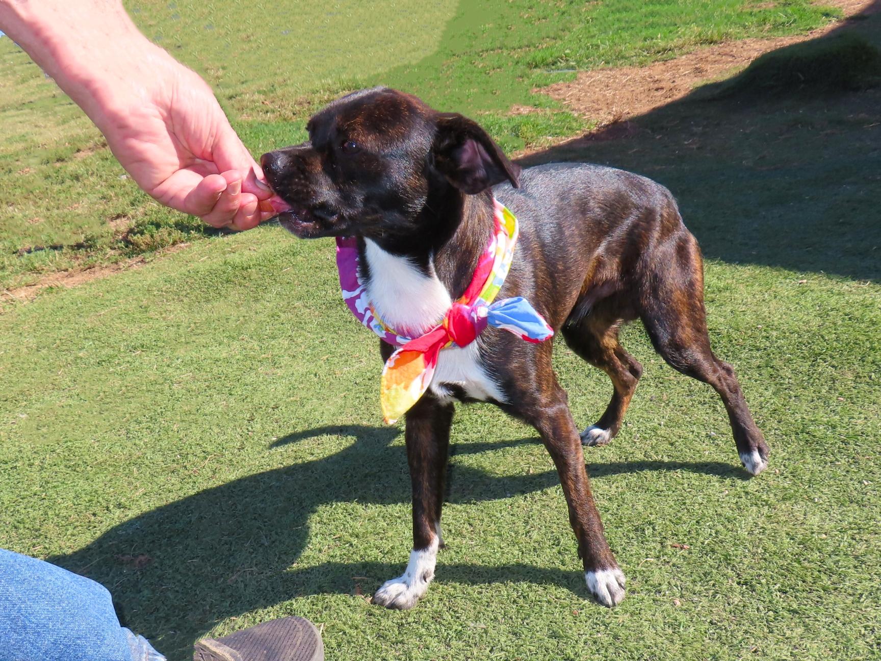 Enlarge Bochi 26C-267A, a Adopted mixed breed in Rogers, AR image 2/5