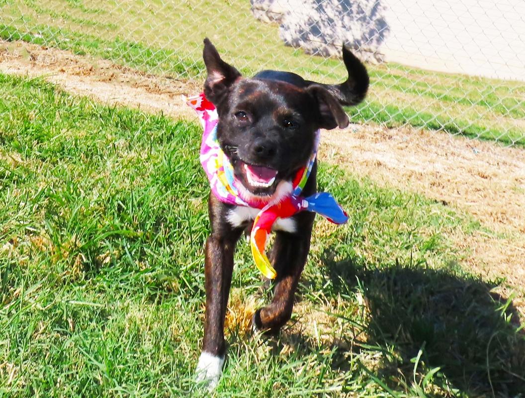 Enlarge Bochi 26C-267A, a Adopted mixed breed in Rogers, AR image 4/5