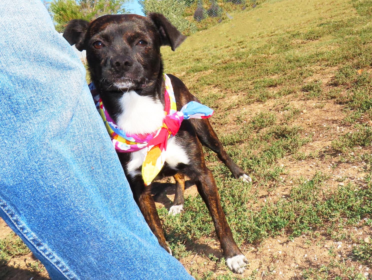 Enlarge Bochi 26C-267A, a Adopted mixed breed in Rogers, AR image 3/5