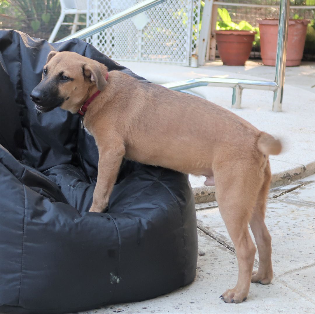Enlarge Pax!  Swimmer! Fetches!  A+ w/Cats & Kids! VIDEO, a Adopted Black Mouth Cur in St. Petersburg, FL image 4/5