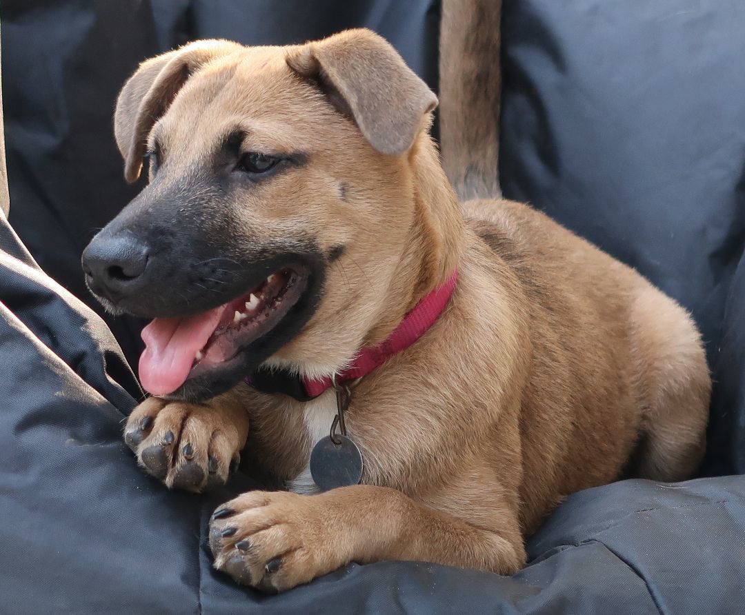 Enlarge Pax!  Swimmer! Fetches!  A+ w/Cats & Kids! VIDEO, a Adopted Black Mouth Cur in St. Petersburg, FL image 5/5
