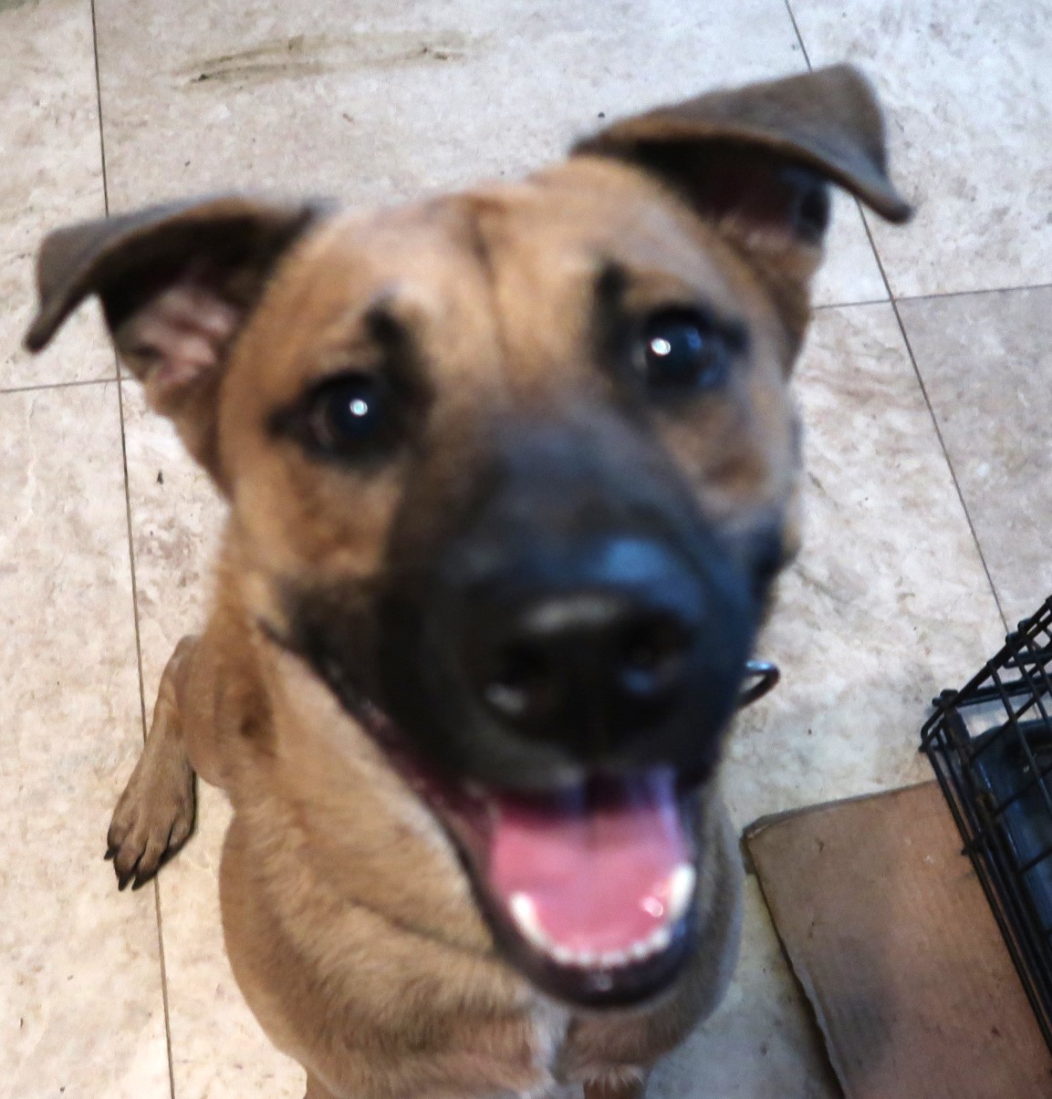 Enlarge Pax!  Swimmer! Fetches!  A+ w/Cats & Kids! VIDEO, a Adopted Black Mouth Cur in St. Petersburg, FL image 2/5