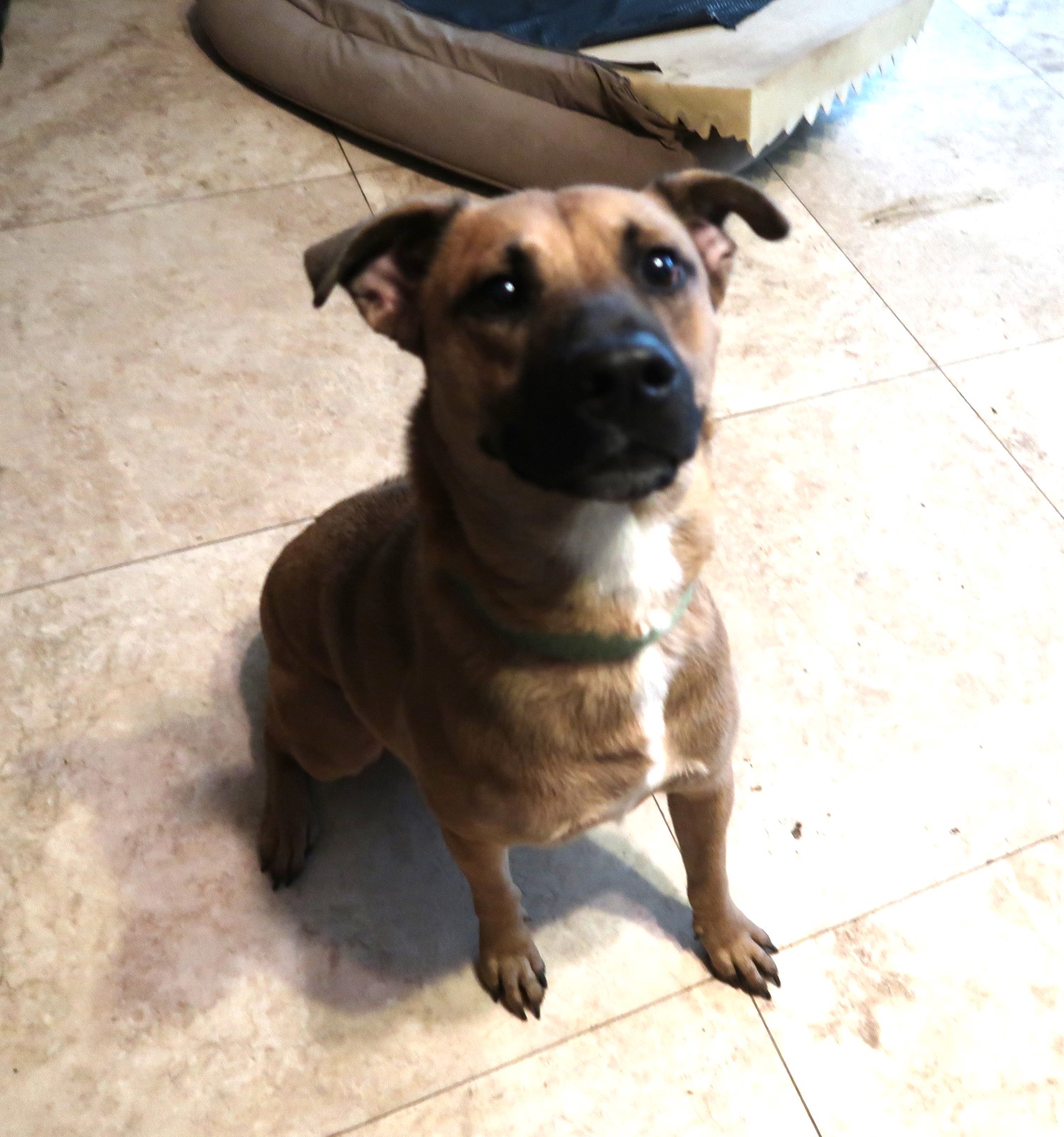 Enlarge Pax!  Swimmer! Fetches!  A+ w/Cats & Kids! VIDEO, a Adopted Black Mouth Cur in St. Petersburg, FL image 3/5