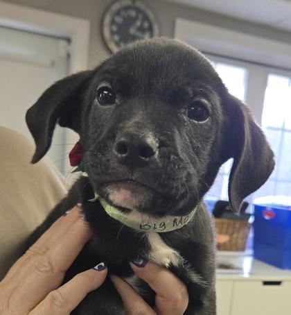 Enlarge Big Man, a Adoptable mixed breed in East Brookfield, MA image 1/1