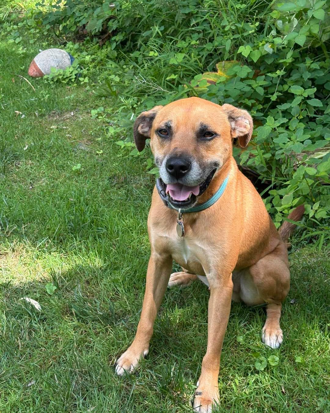 Fergus, Adoptable, Adult Male Hound.