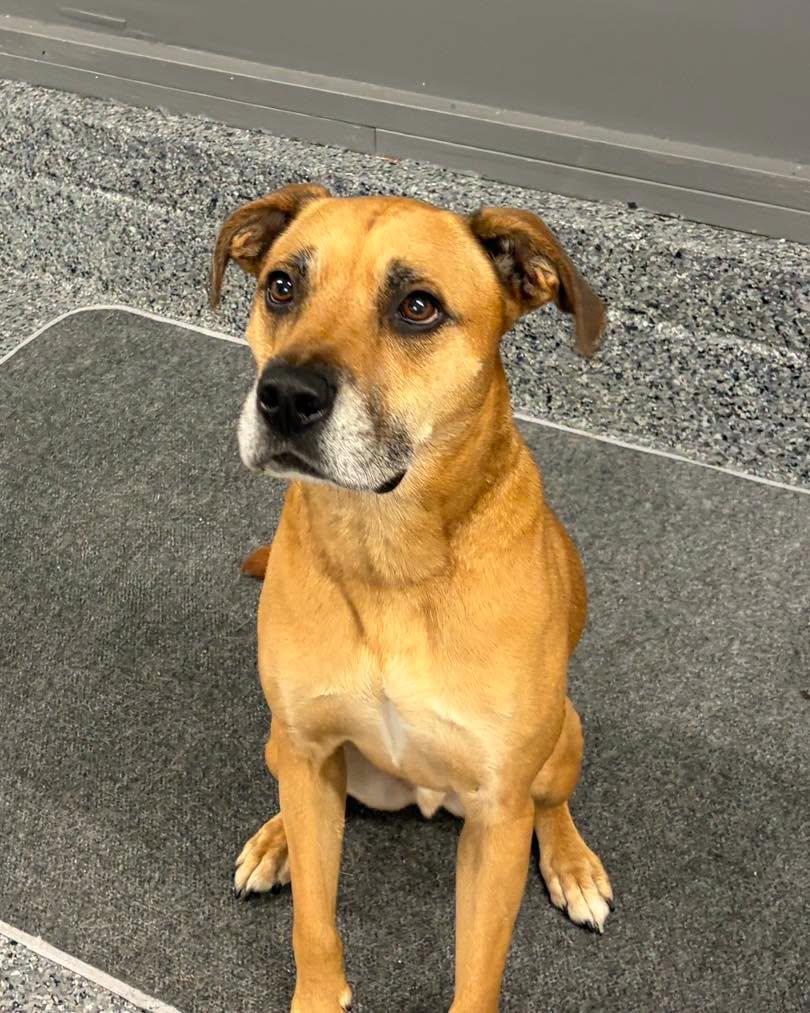 Enlarge Fergus, a Adoptable mixed breed in Chester, NJ image 4/5