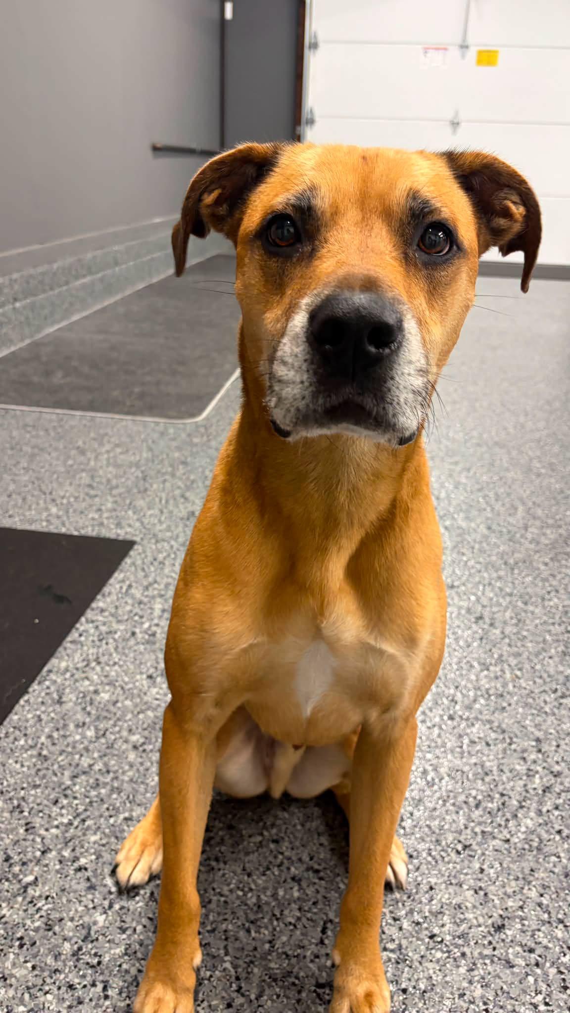 Enlarge Fergus, a Adoptable mixed breed in Chester, NJ image 2/5