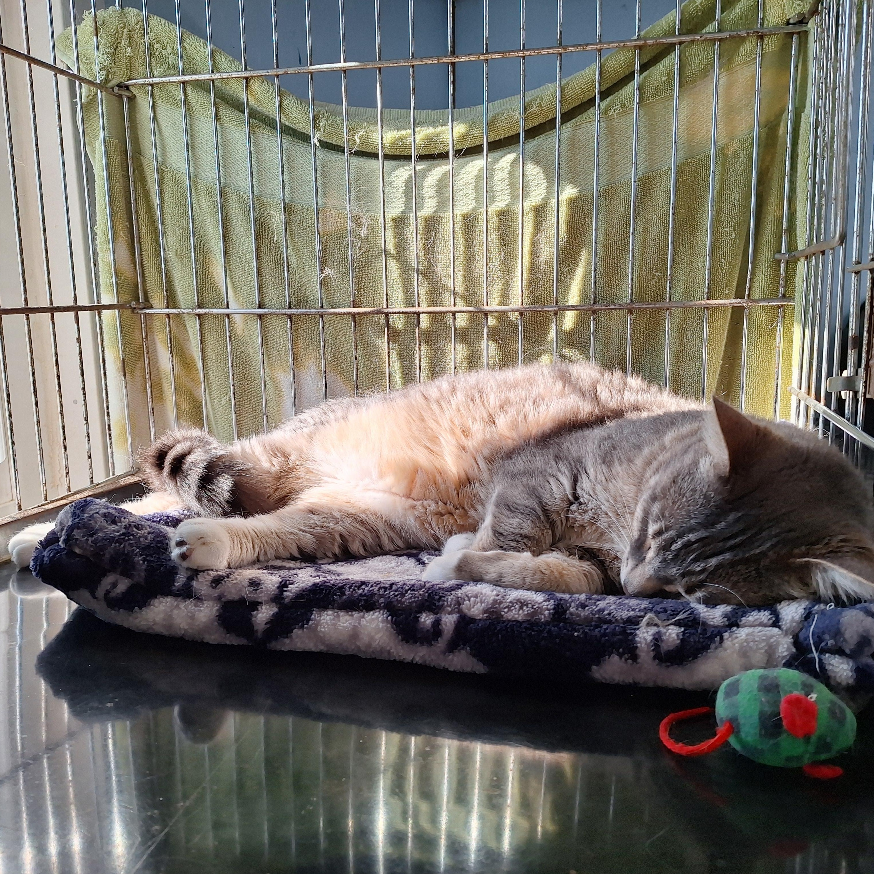Enlarge Teagan, a ADOPTABLE Domestic Short Hair in Clarinda, IA image 3/3