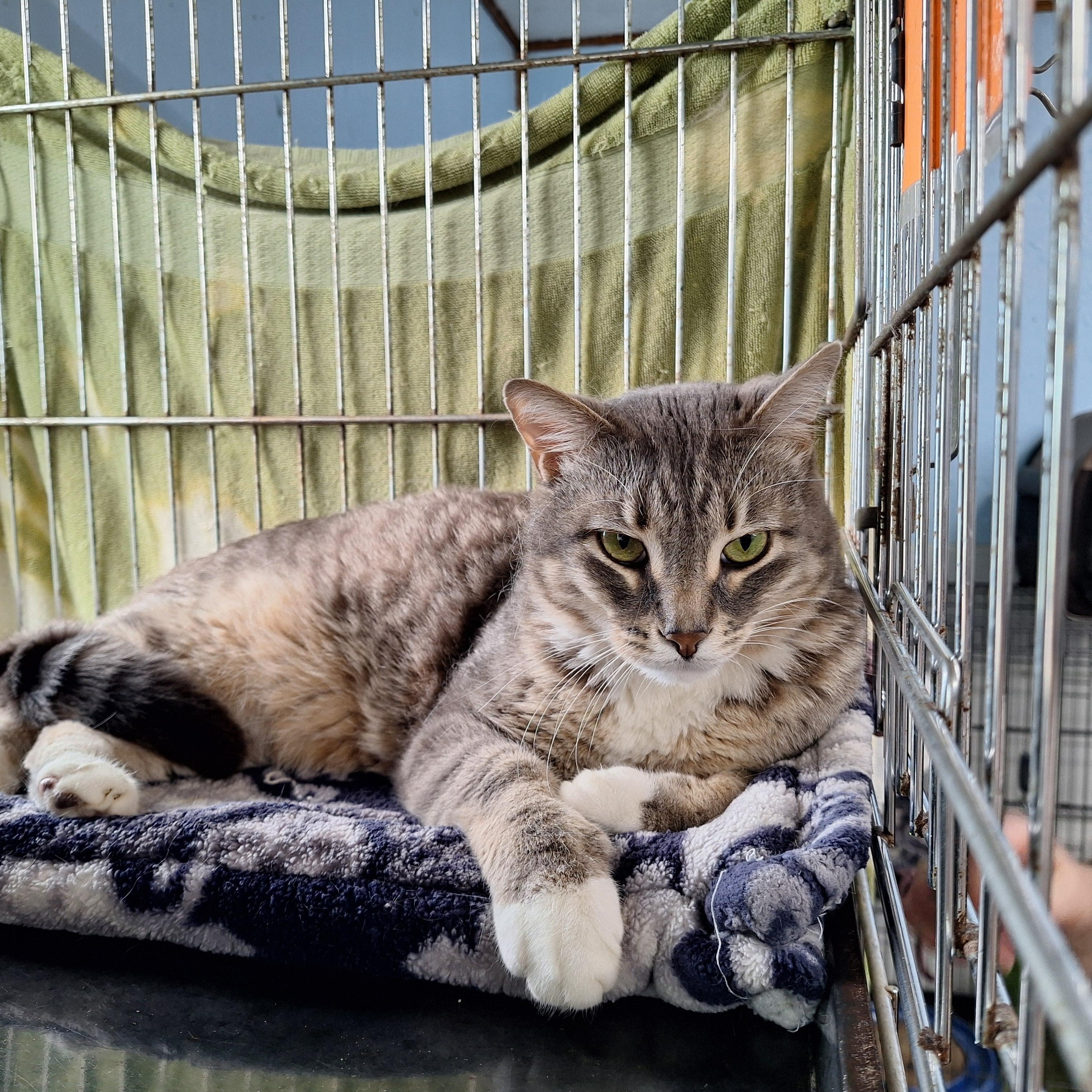 Enlarge Teagan, a ADOPTABLE Domestic Short Hair in Clarinda, IA image 1/3