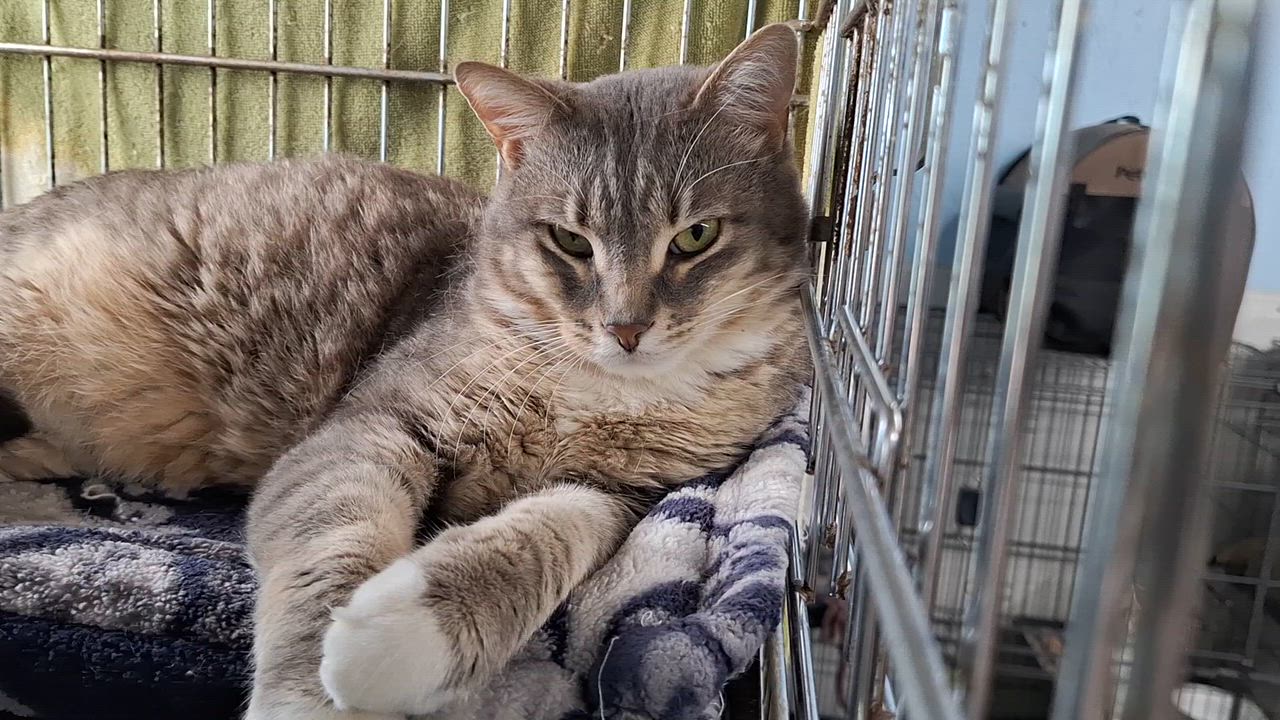 Enlarge Teagan, a ADOPTABLE Domestic Short Hair in Clarinda, IA video 2/3