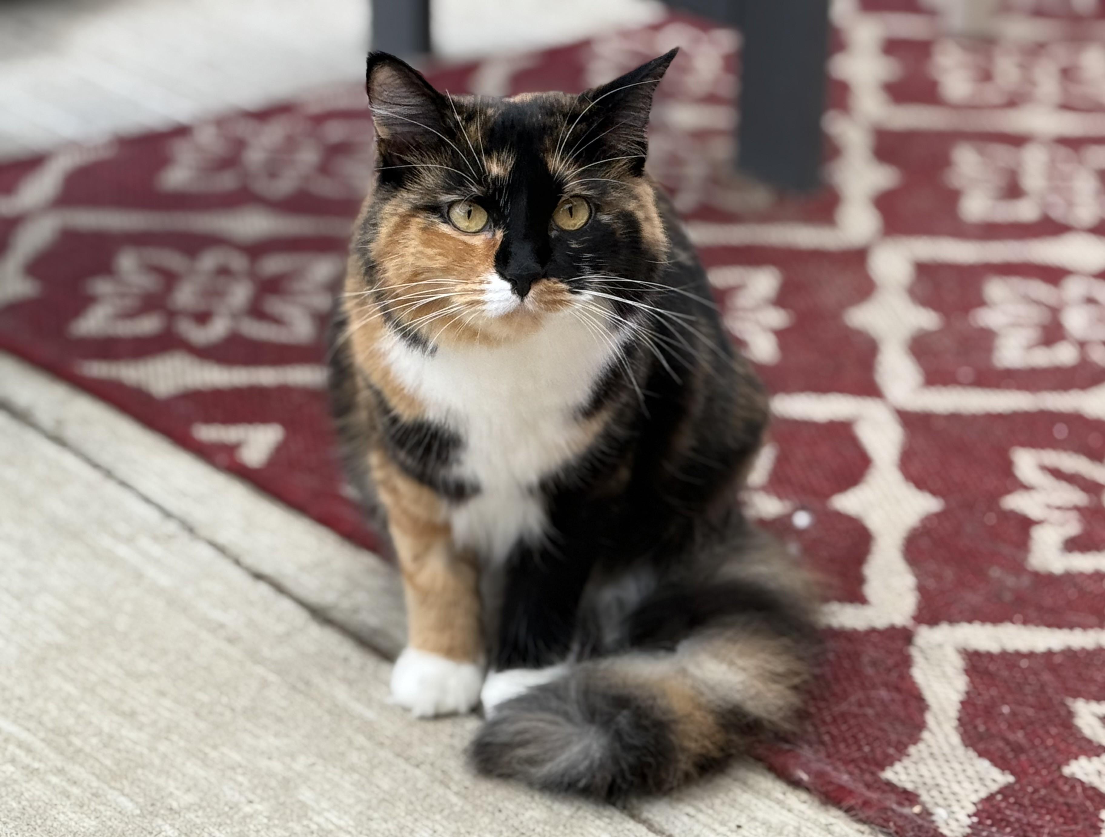 Sweet Pea, Adoptable, Young Female Calico.