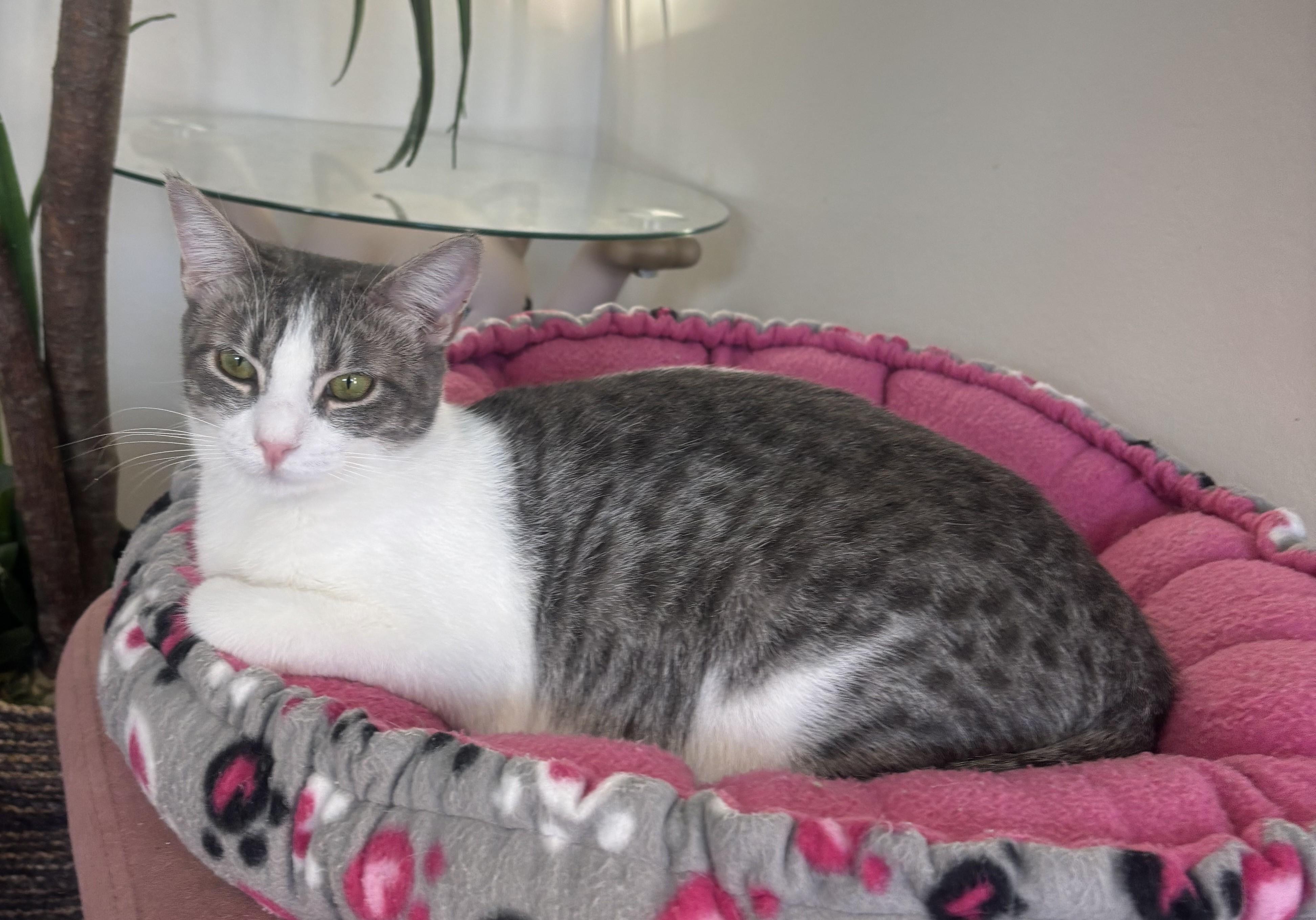 Enlarge Nina, a Adoptable Domestic Short Hair in Whittier, CA image 1/6