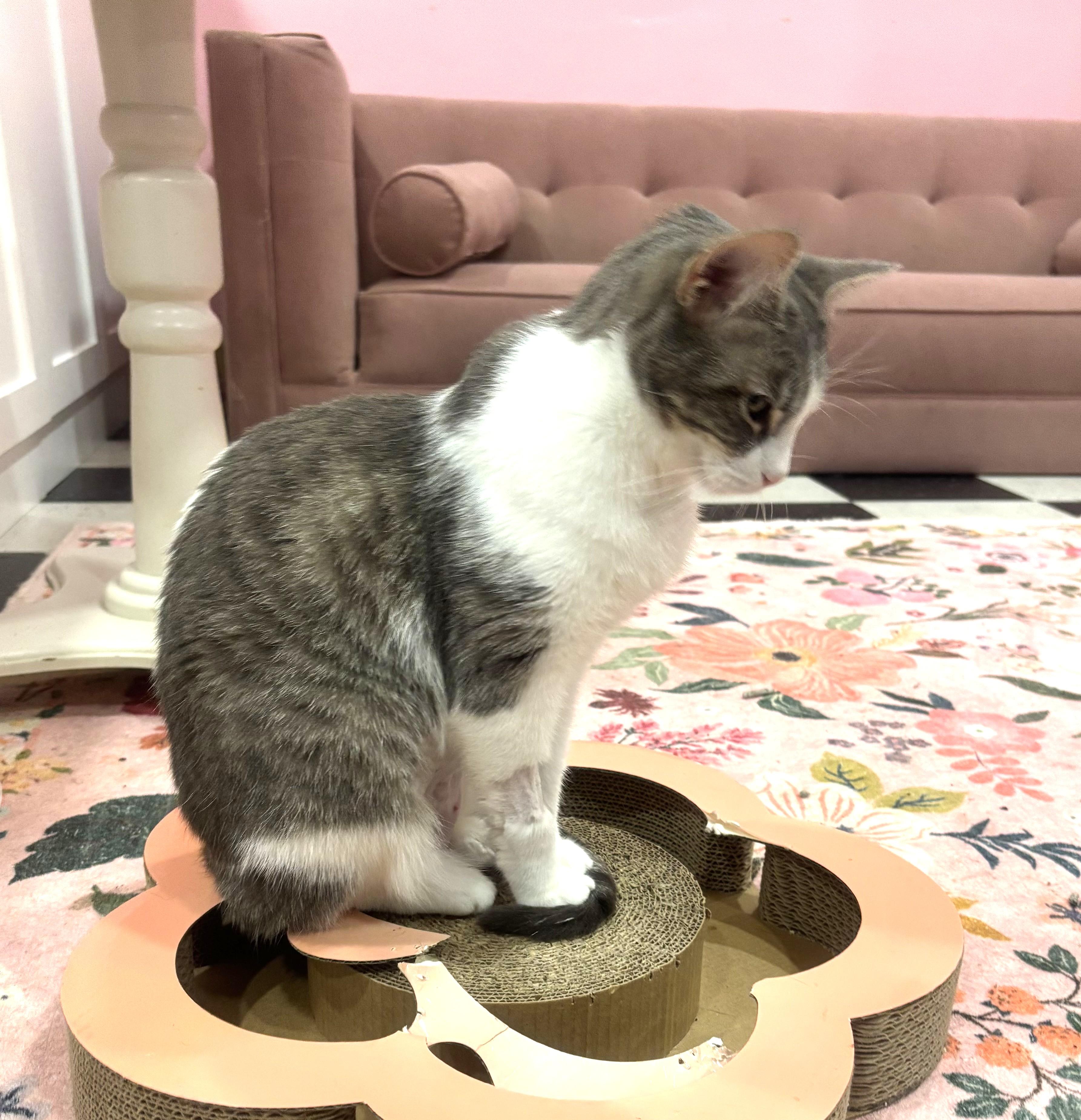 Enlarge Nina, a Adoptable Domestic Short Hair in Whittier, CA image 1/6