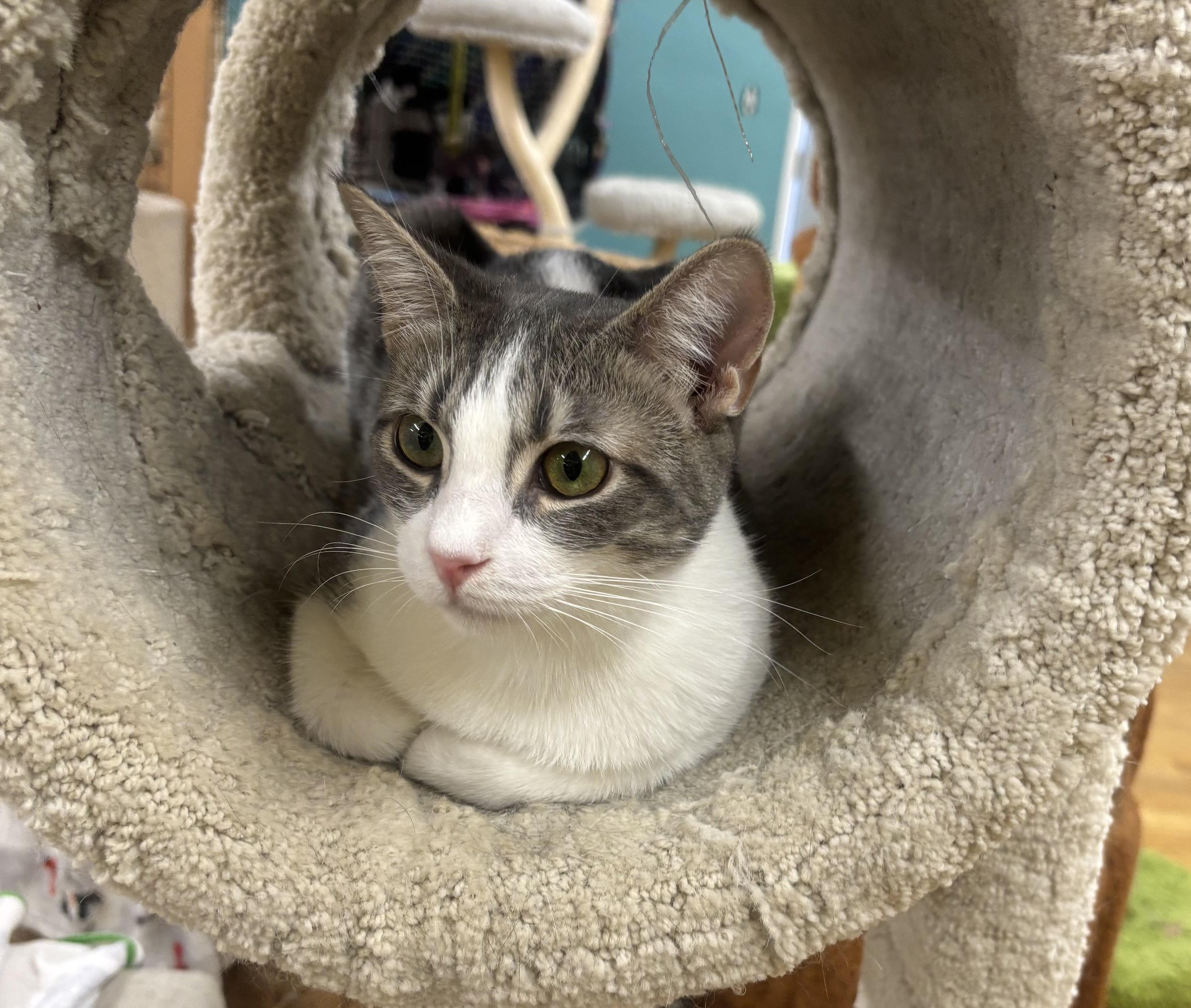 Enlarge Nina, a Adoptable Domestic Short Hair in Whittier, CA image 2/6