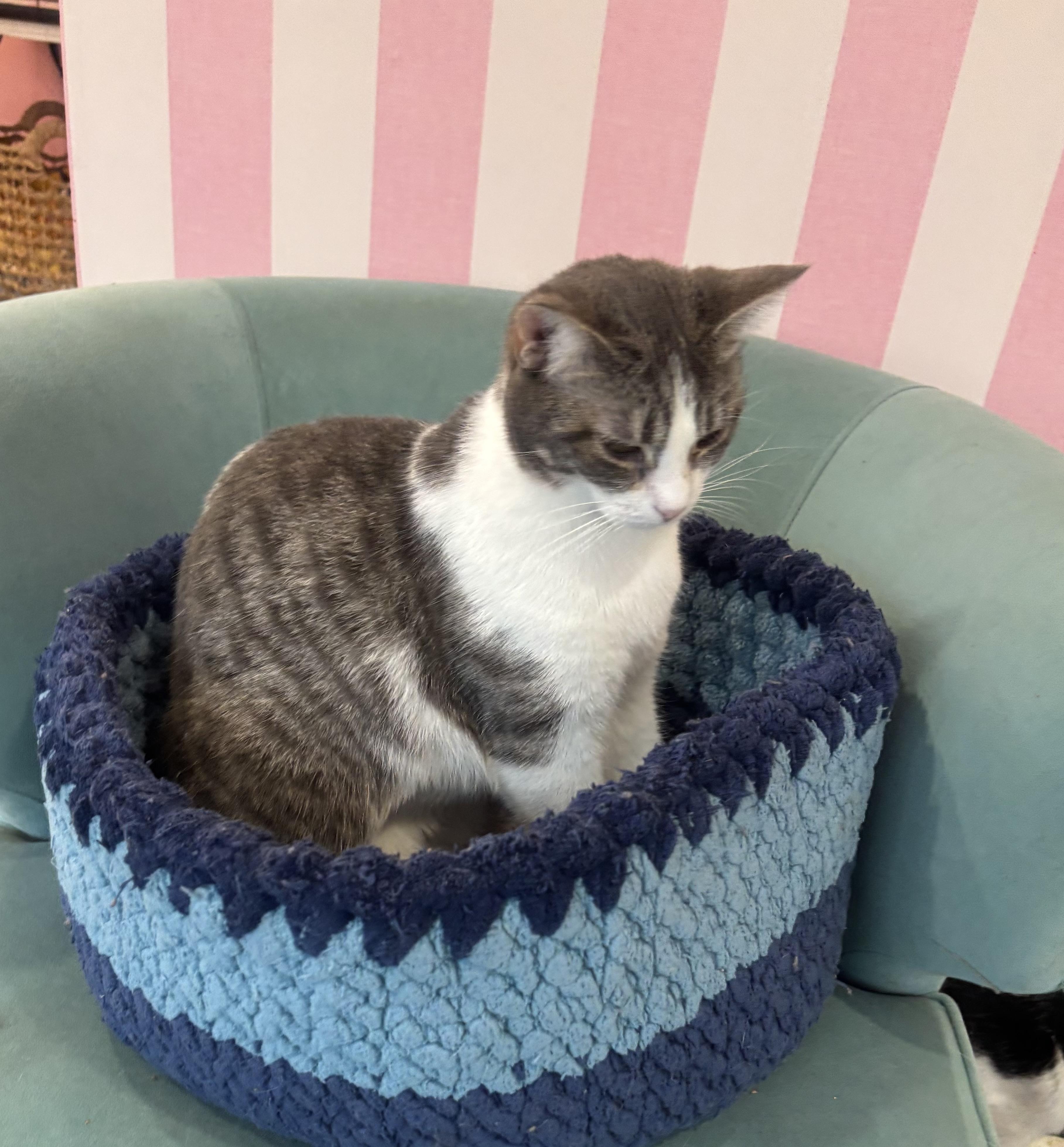 Enlarge Nina, a Adoptable Domestic Short Hair in Whittier, CA image 6/6