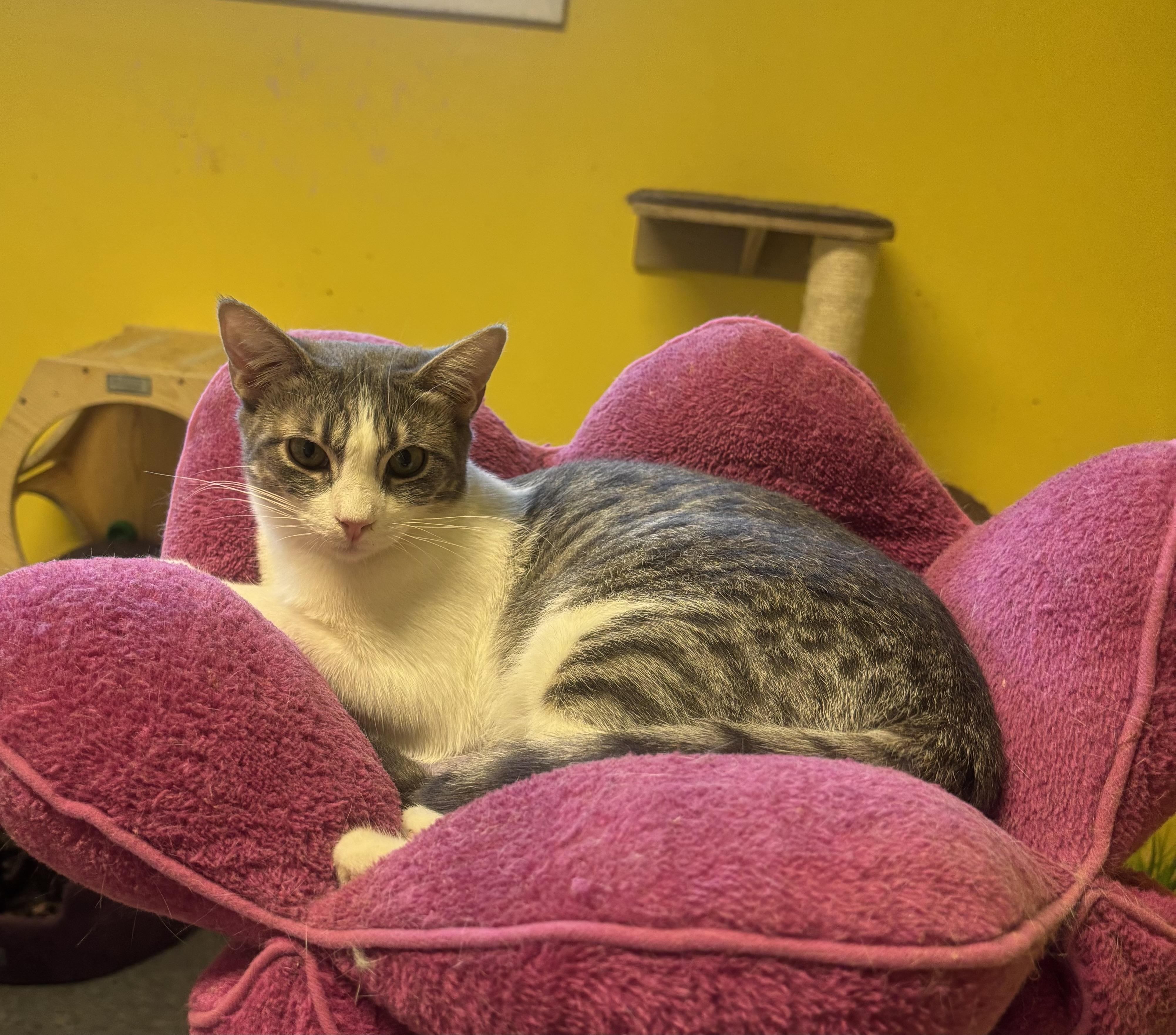 Enlarge Nina, a Adoptable Domestic Short Hair in Whittier, CA image 3/6