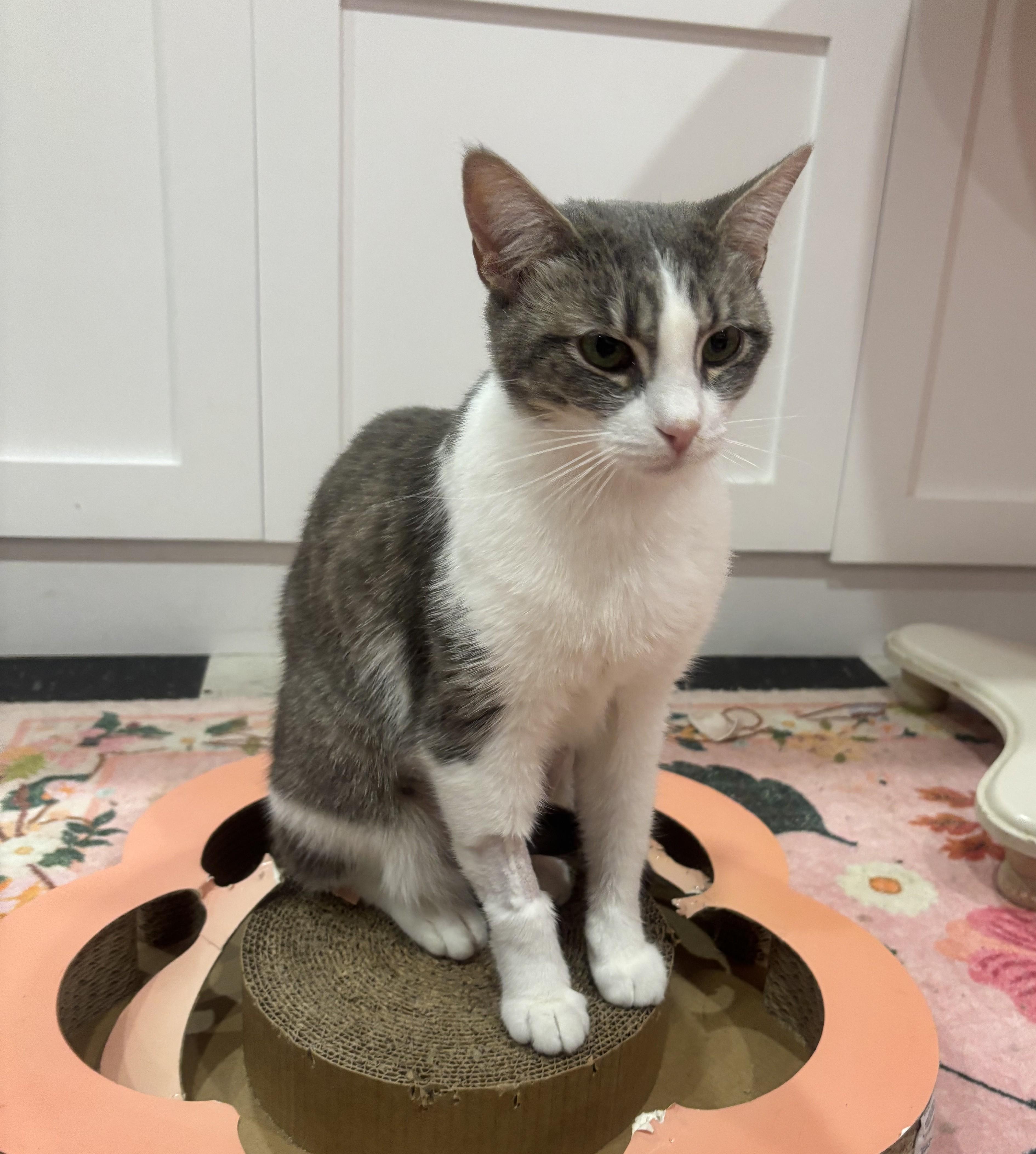 Enlarge Nina, a Adoptable Domestic Short Hair in Whittier, CA image 5/6