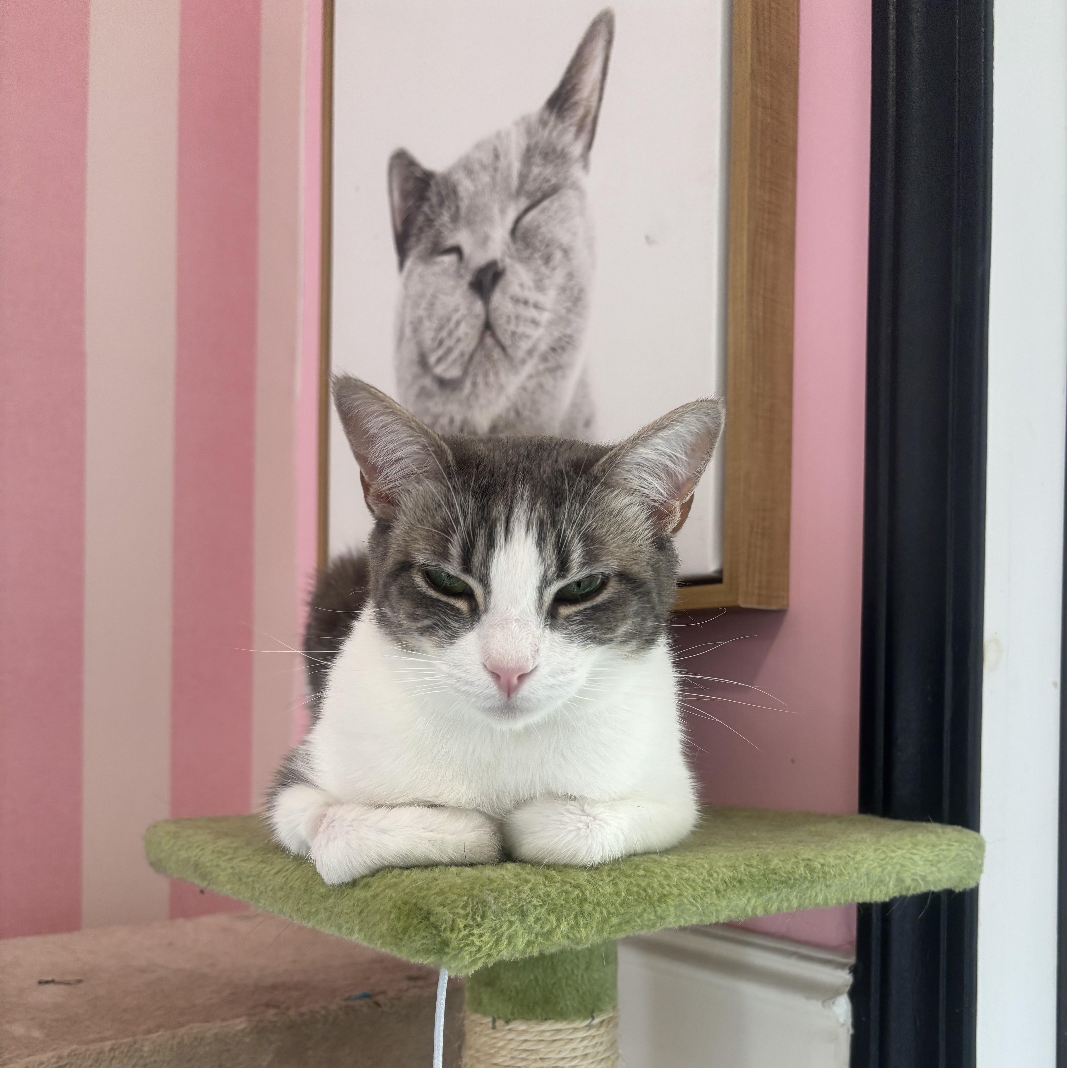 Nina, Adoptable, Adult Female Domestic Short Hair.