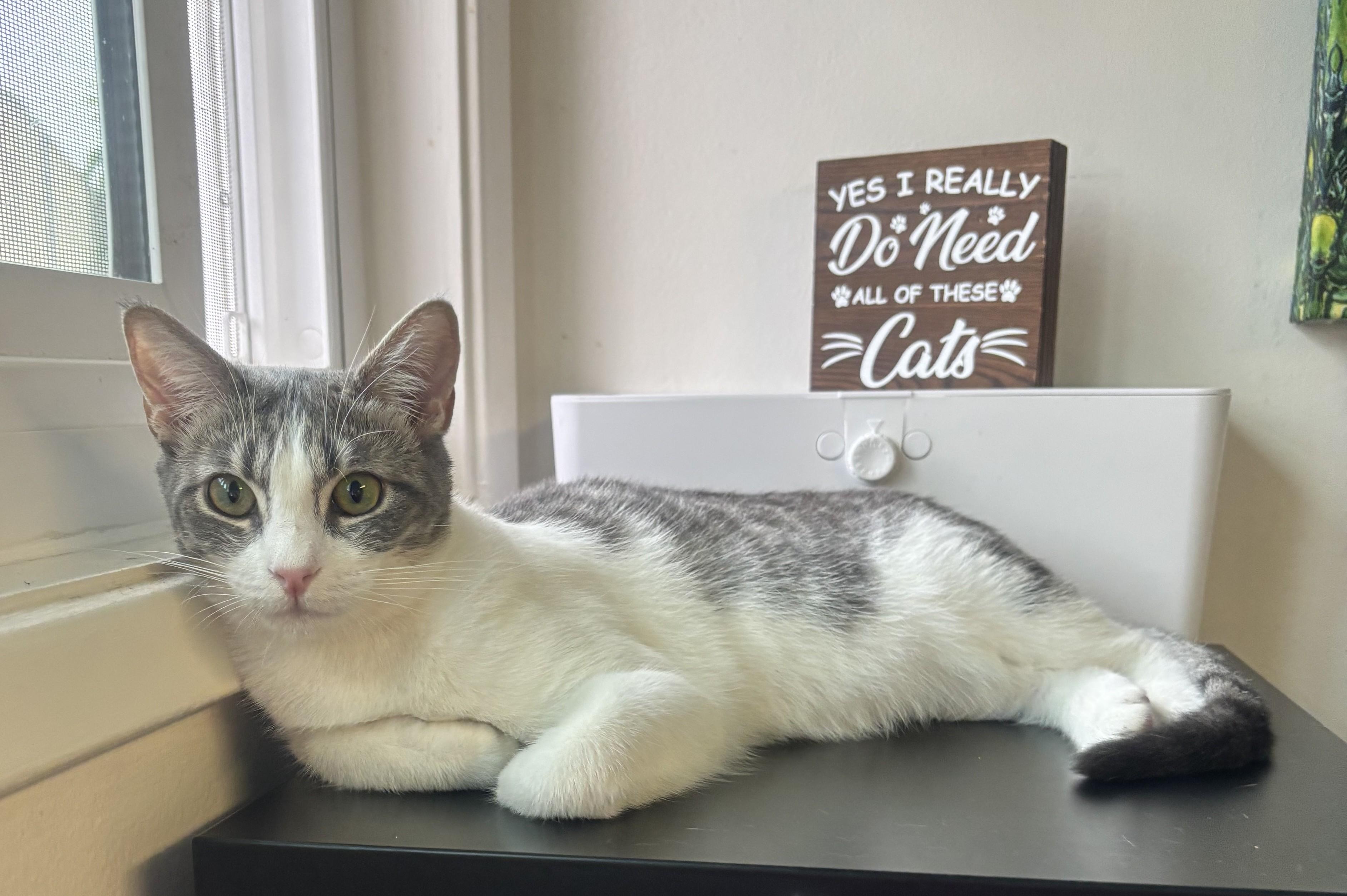 Enlarge Nina, a Adoptable Domestic Short Hair in Whittier, CA image 4/6