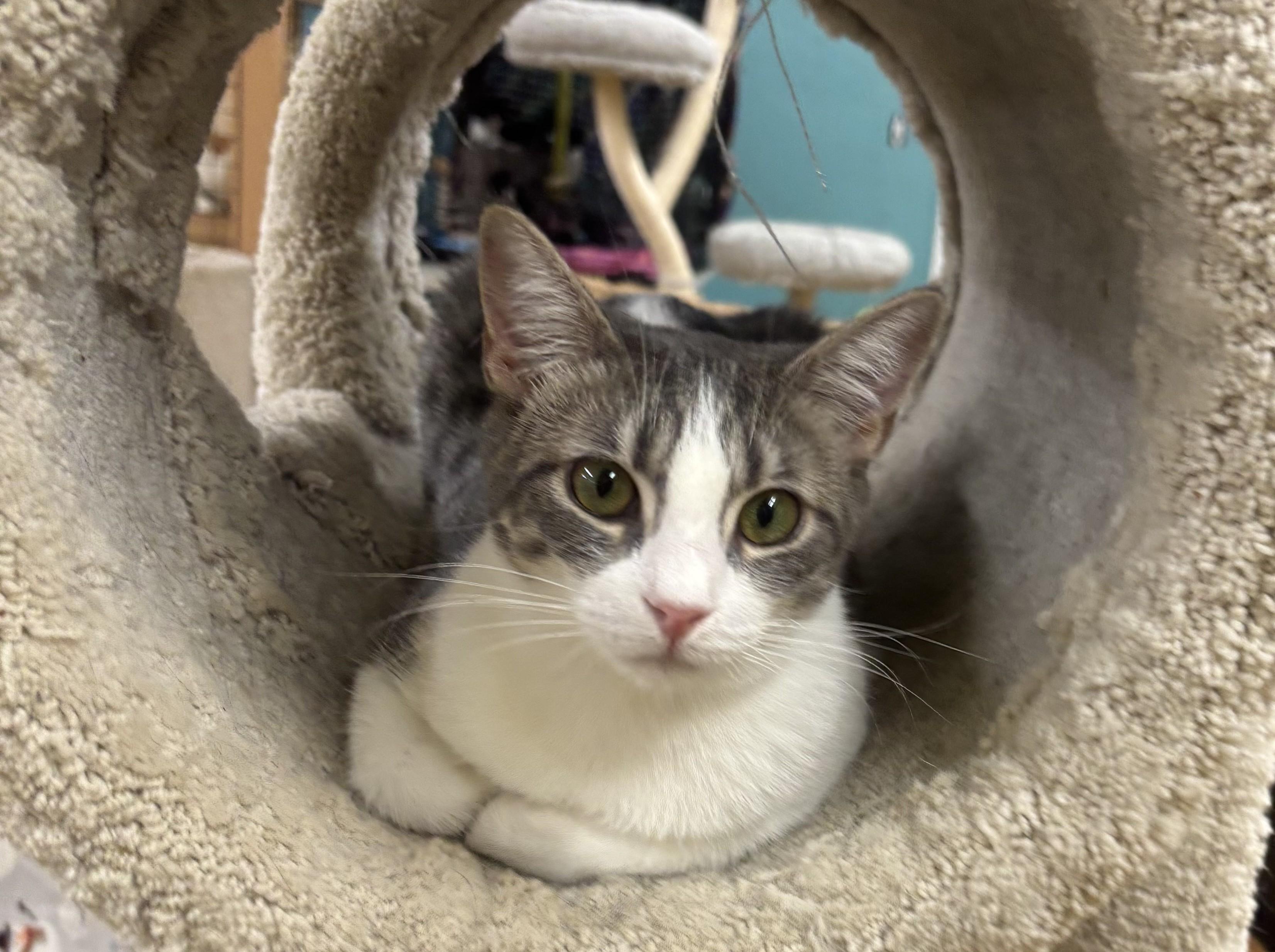 Enlarge Nina, a Adoptable Domestic Short Hair in Whittier, CA image 5/6