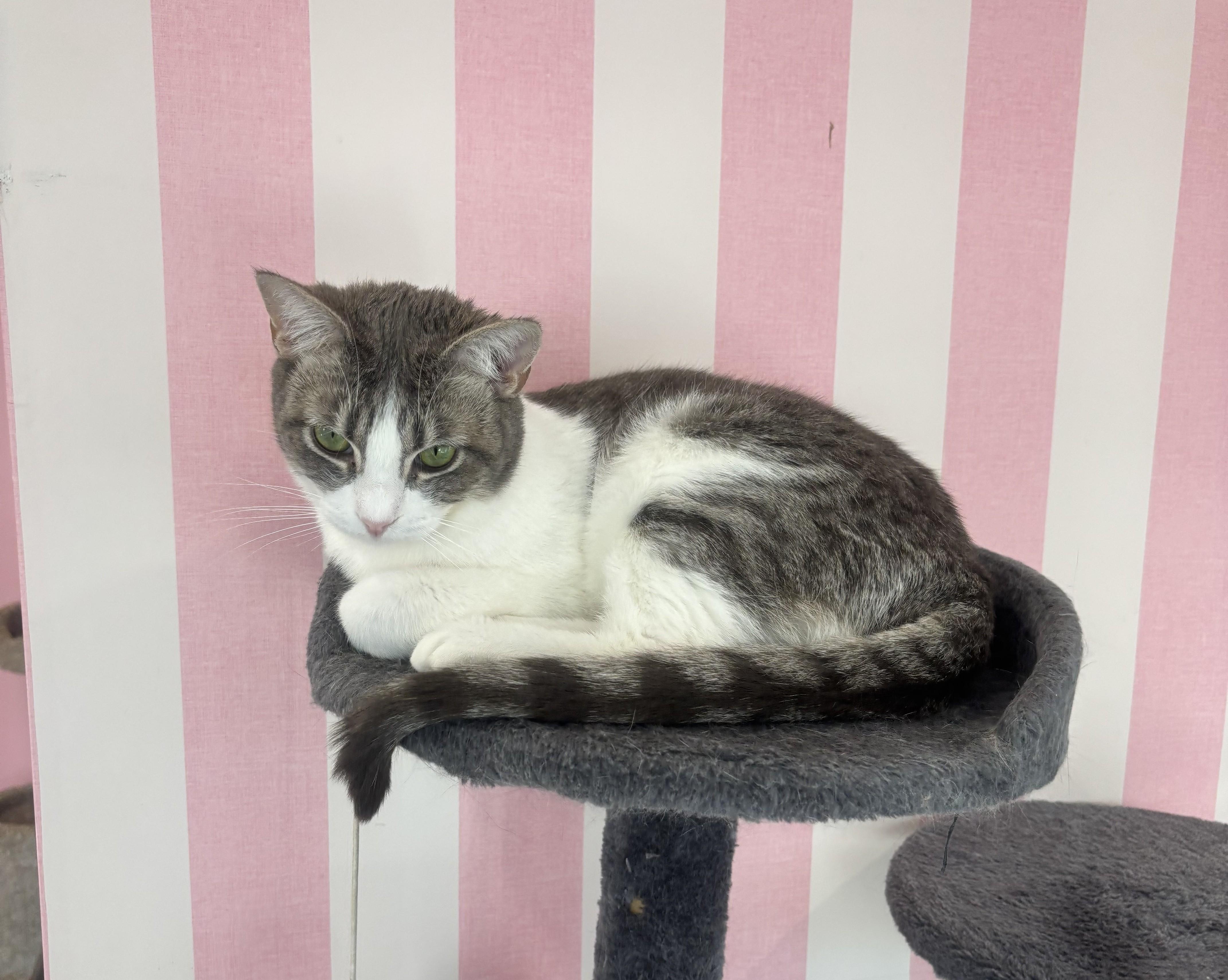 Enlarge Nina, a Adoptable Domestic Short Hair in Whittier, CA image 6/6