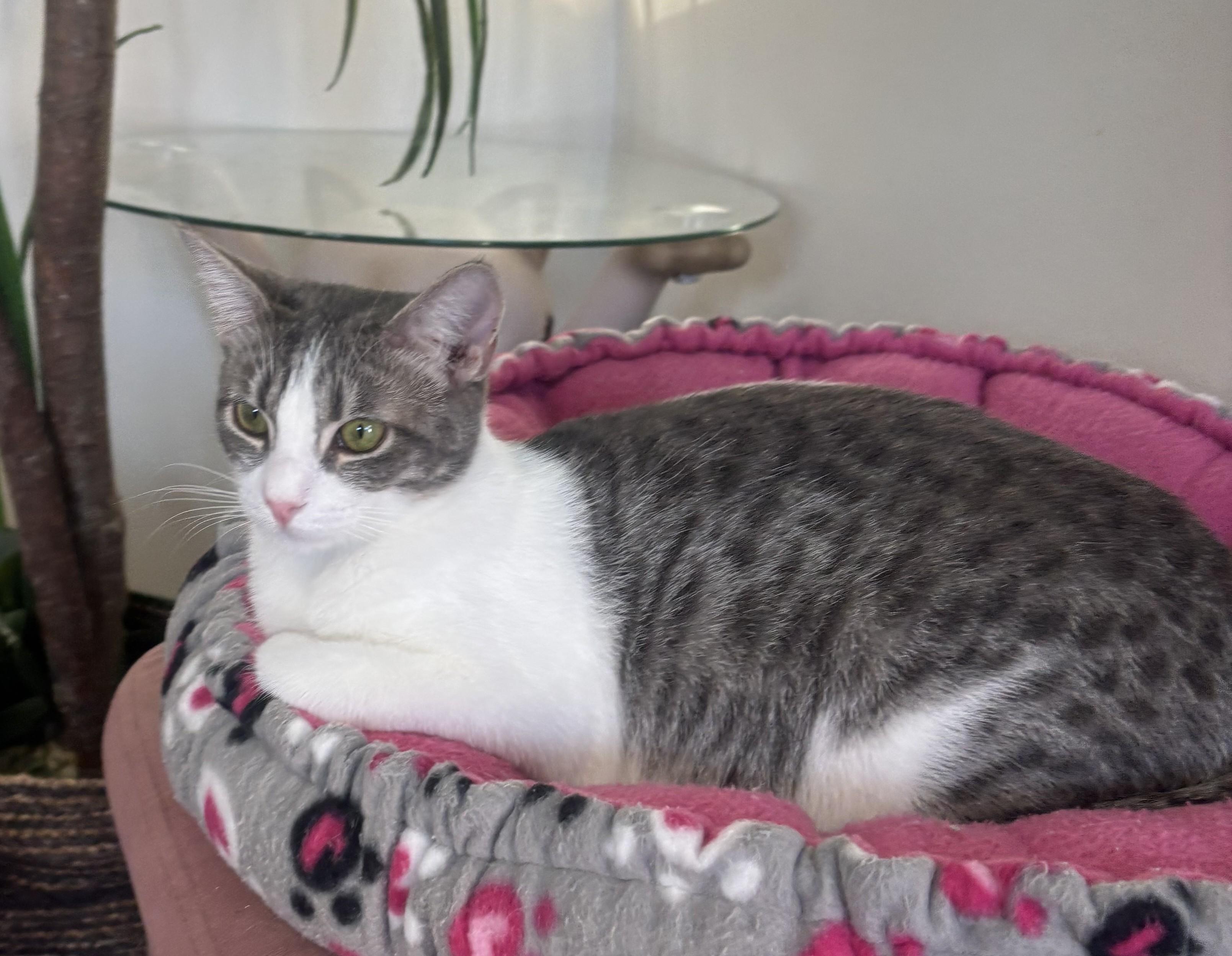 Enlarge Nina, a Adoptable Domestic Short Hair in Whittier, CA image 6/6