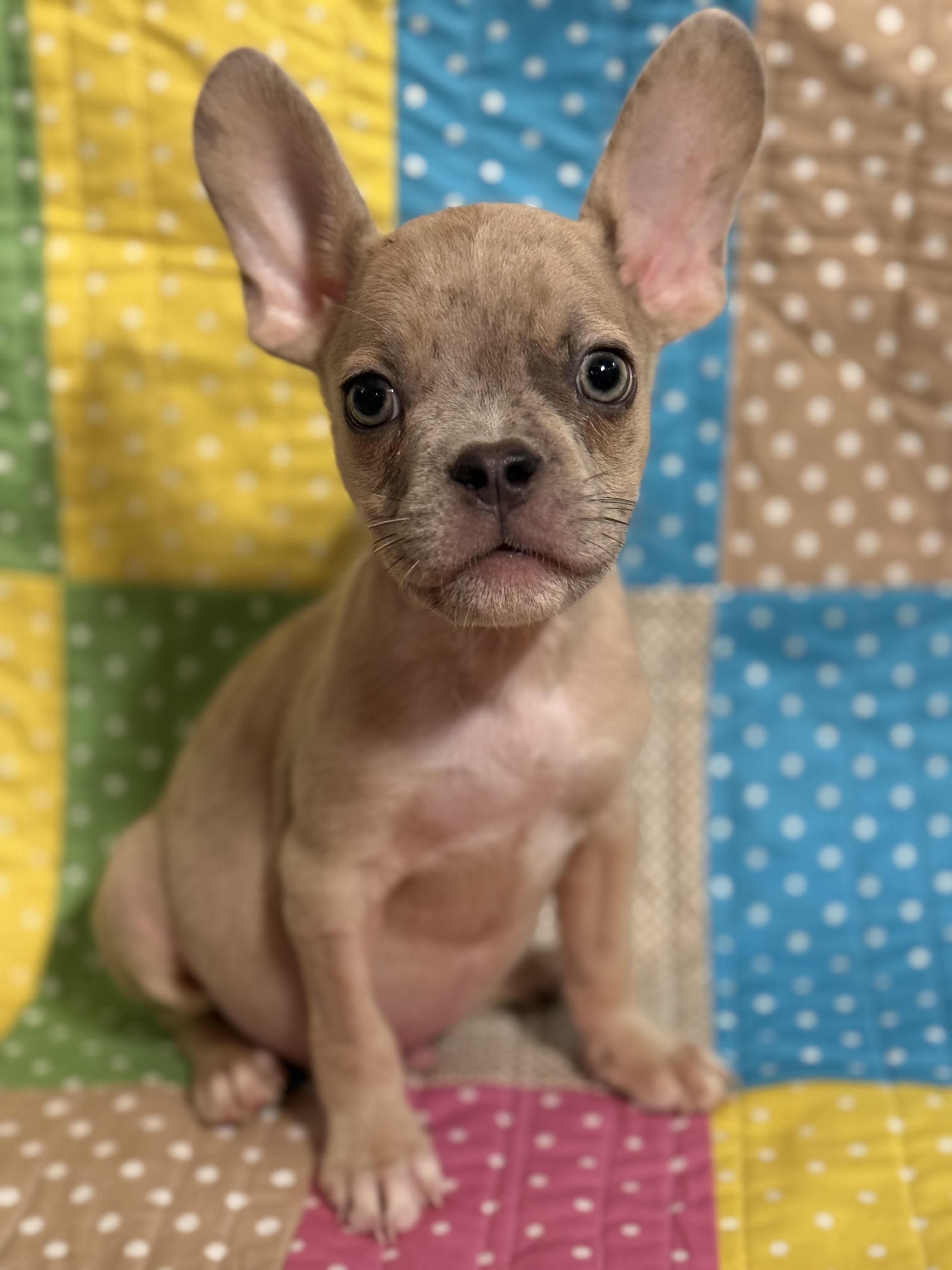 Edgar, an adopted mixed breed in Cumming, GA image 2/2