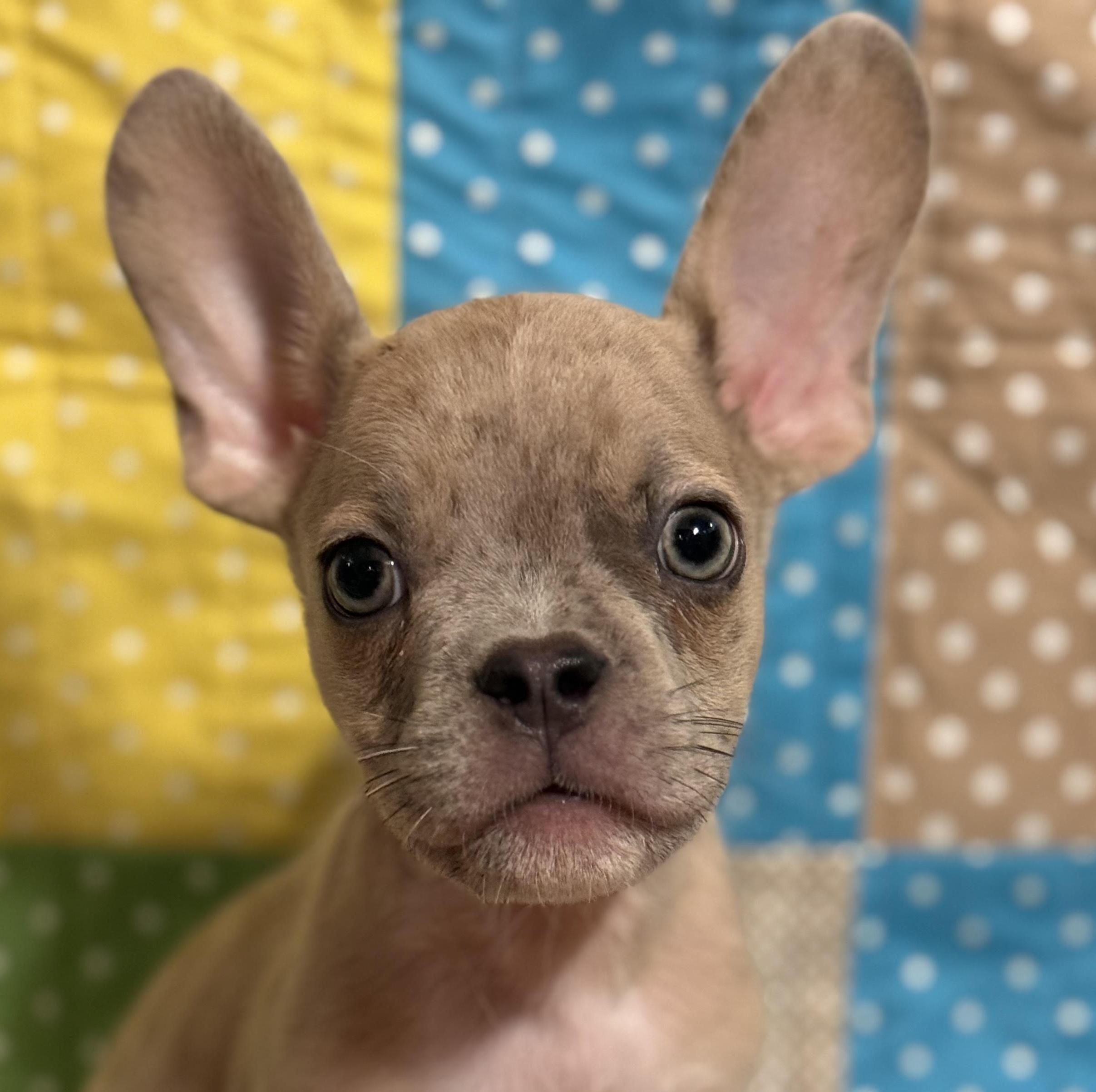 Edgar, an adopted mixed breed in Cumming, GA image 1/2
