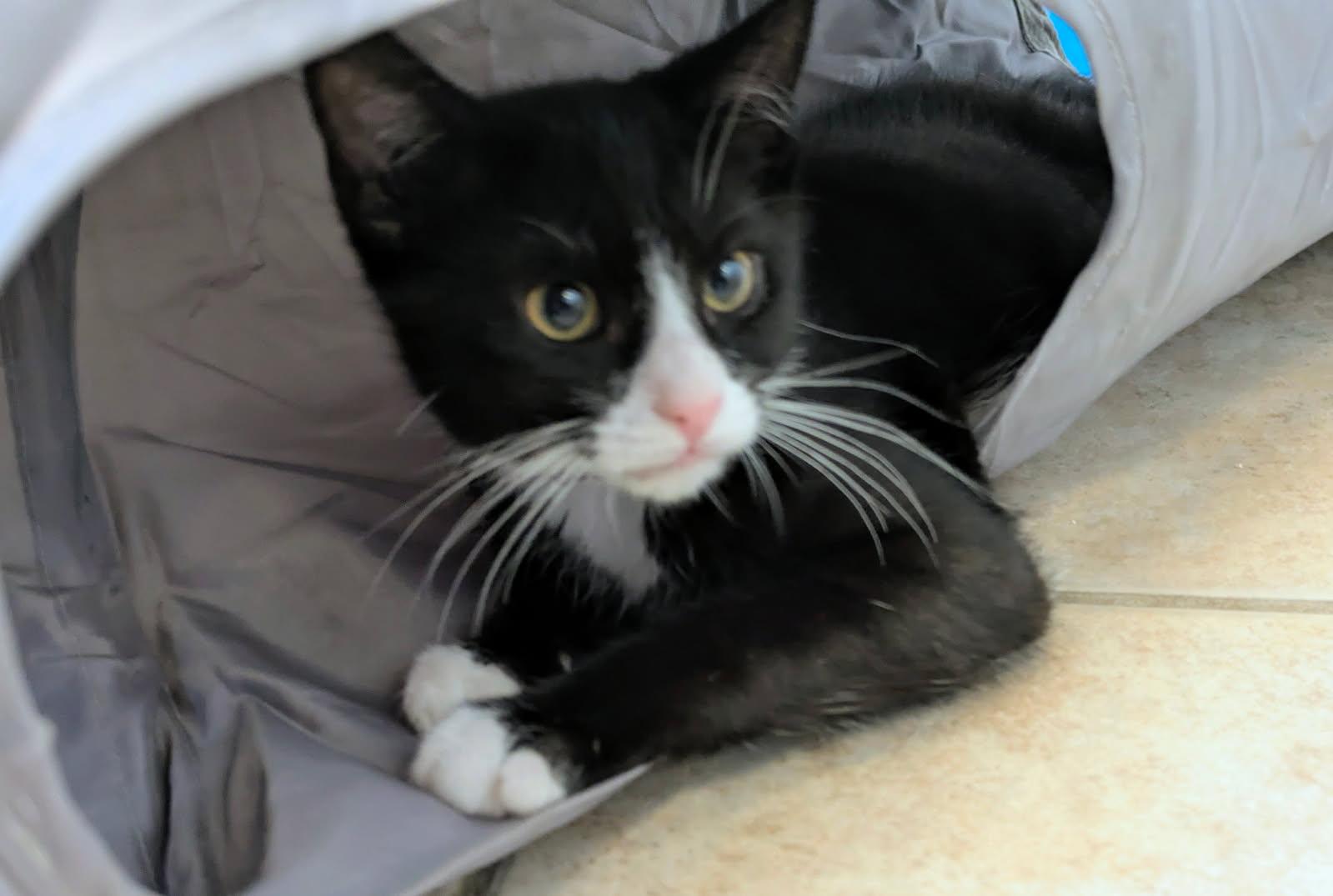 Fonzie, a ADOPTABLE mixed breed in Eureka, CA image 3/5