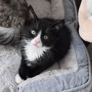 Fonzie, a ADOPTABLE mixed breed in Eureka, CA image 1/3