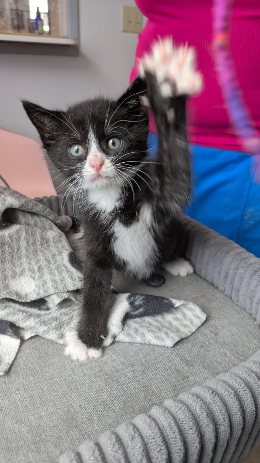 Fonzie, a ADOPTABLE mixed breed in Eureka, CA image 2/3