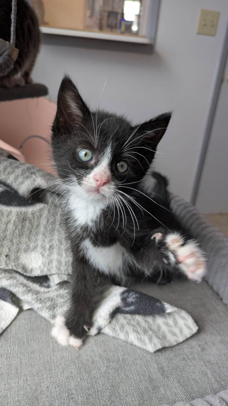 Fonzie, a ADOPTABLE mixed breed in Eureka, CA image 3/3