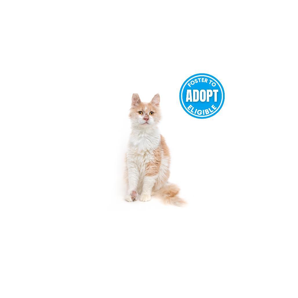 Enlarge Bella, a Adoptable Domestic Medium Hair in Playa Vista, CA image 1/1