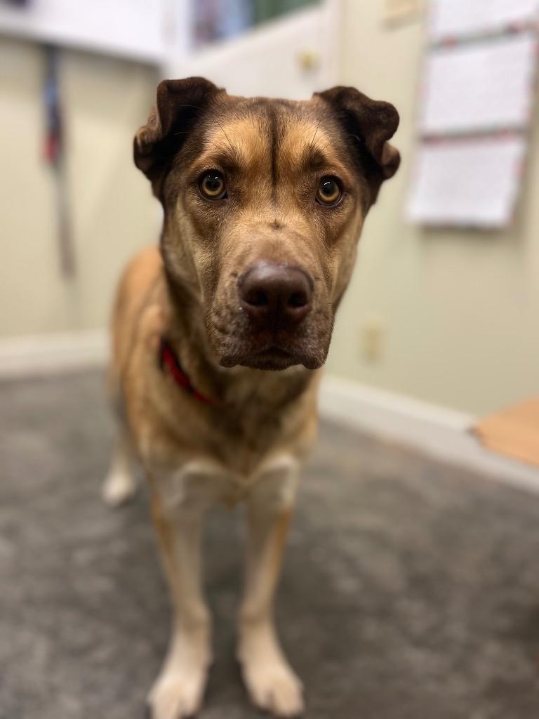 Enlarge Champ, a Adoptable mixed breed in Neosho, MO image 1/6