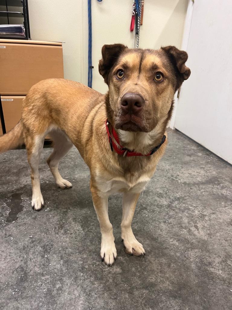 Enlarge Champ, a Adoptable mixed breed in Neosho, MO image 2/6