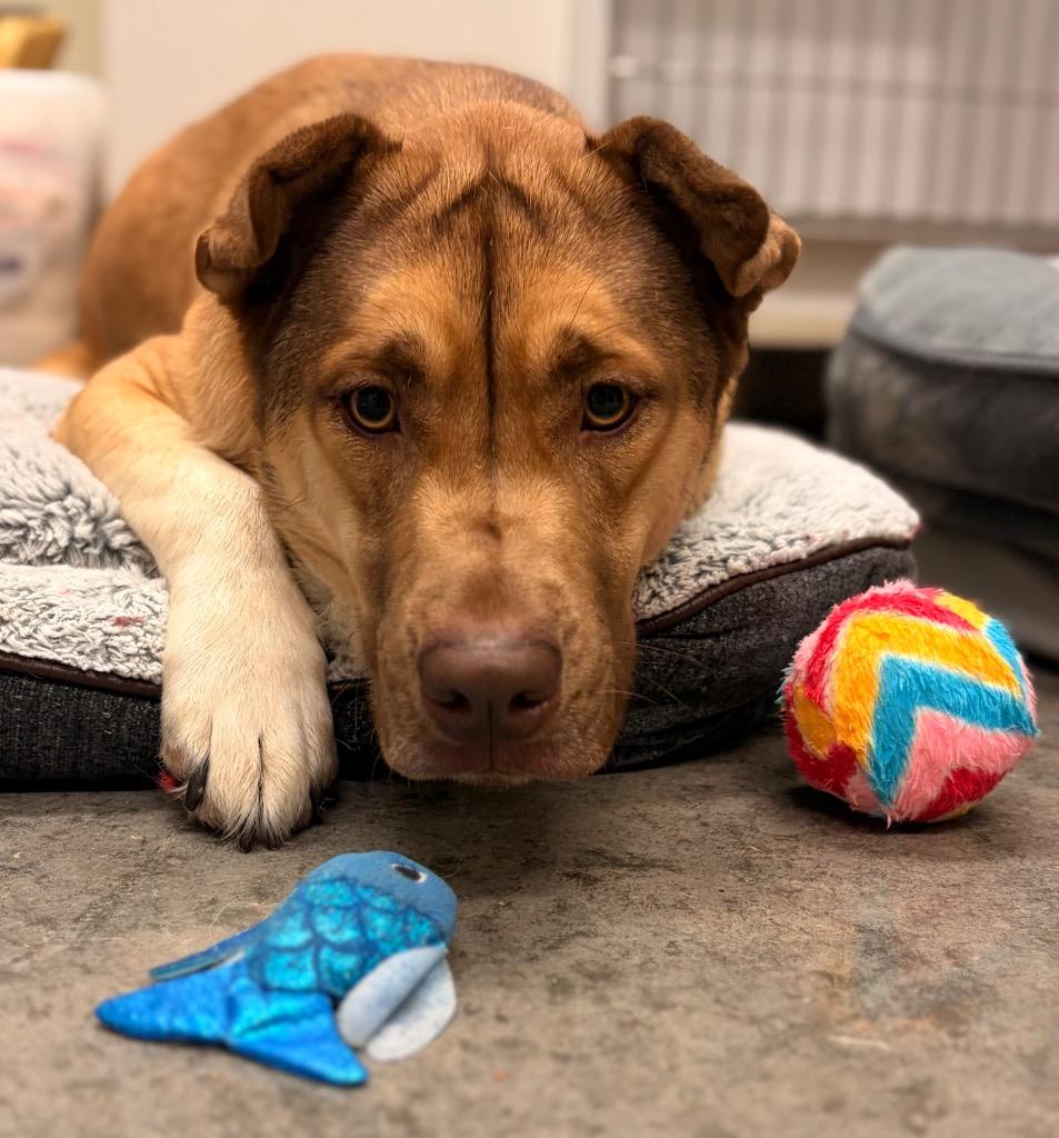 Enlarge Champ, a Adoptable mixed breed in Neosho, MO image 1/1