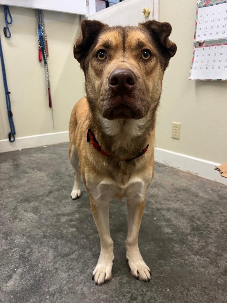 Enlarge Champ, a Adoptable mixed breed in Neosho, MO image 4/6