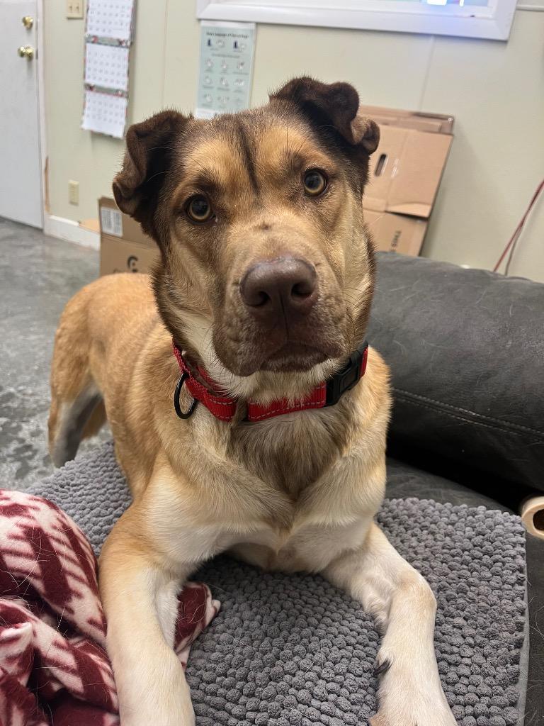 Enlarge Champ, a Adoptable mixed breed in Neosho, MO image 6/6