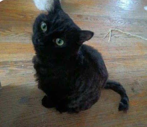 Enlarge George, a Adoptable Persian in Scarborough, ON image 1/1