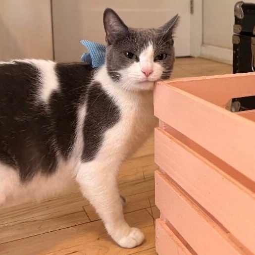 Cheddar Cheese — thumbnail 2